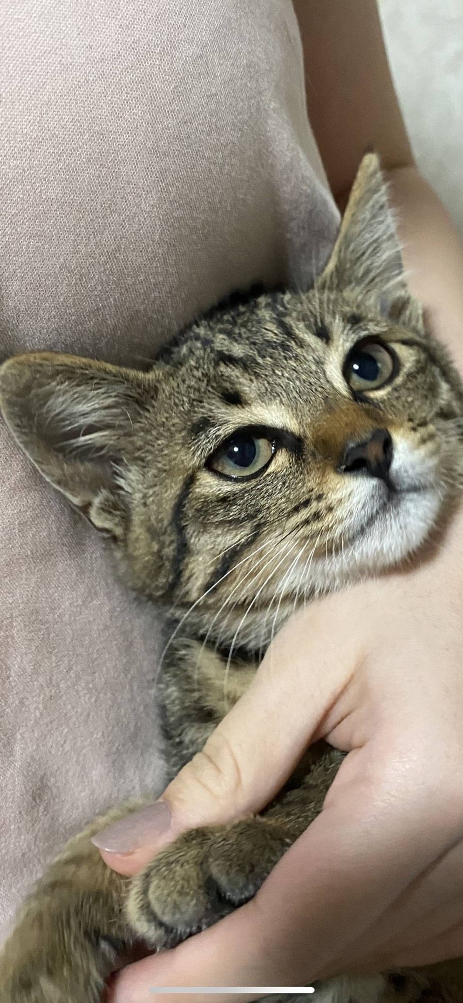 雑種（ミックス猫）・メスの里親募集の写真