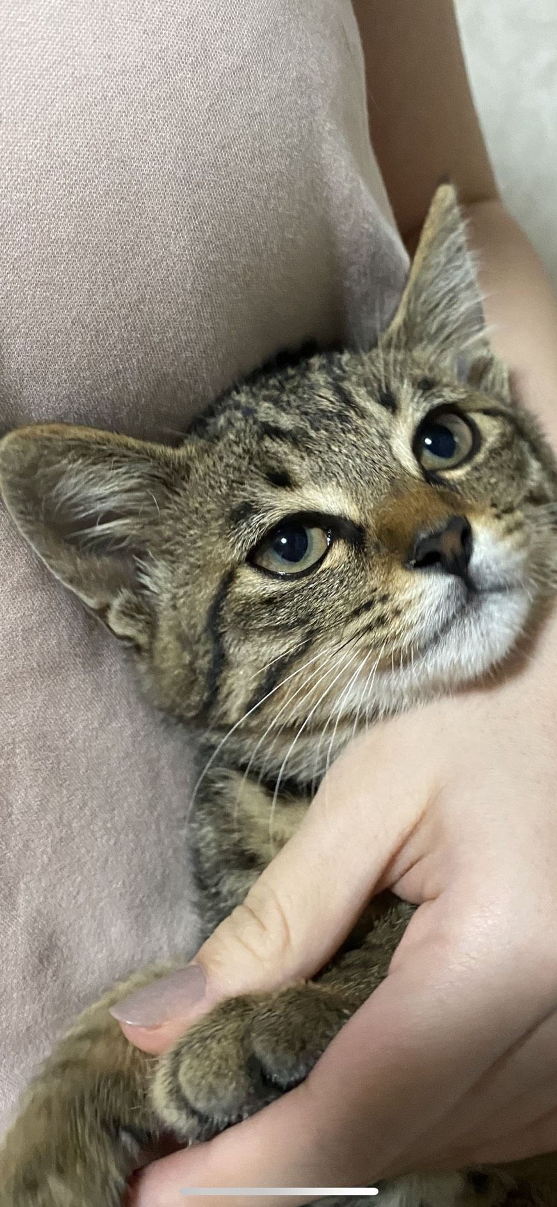 雑種（ミックス猫）・メスの里親募集の写真