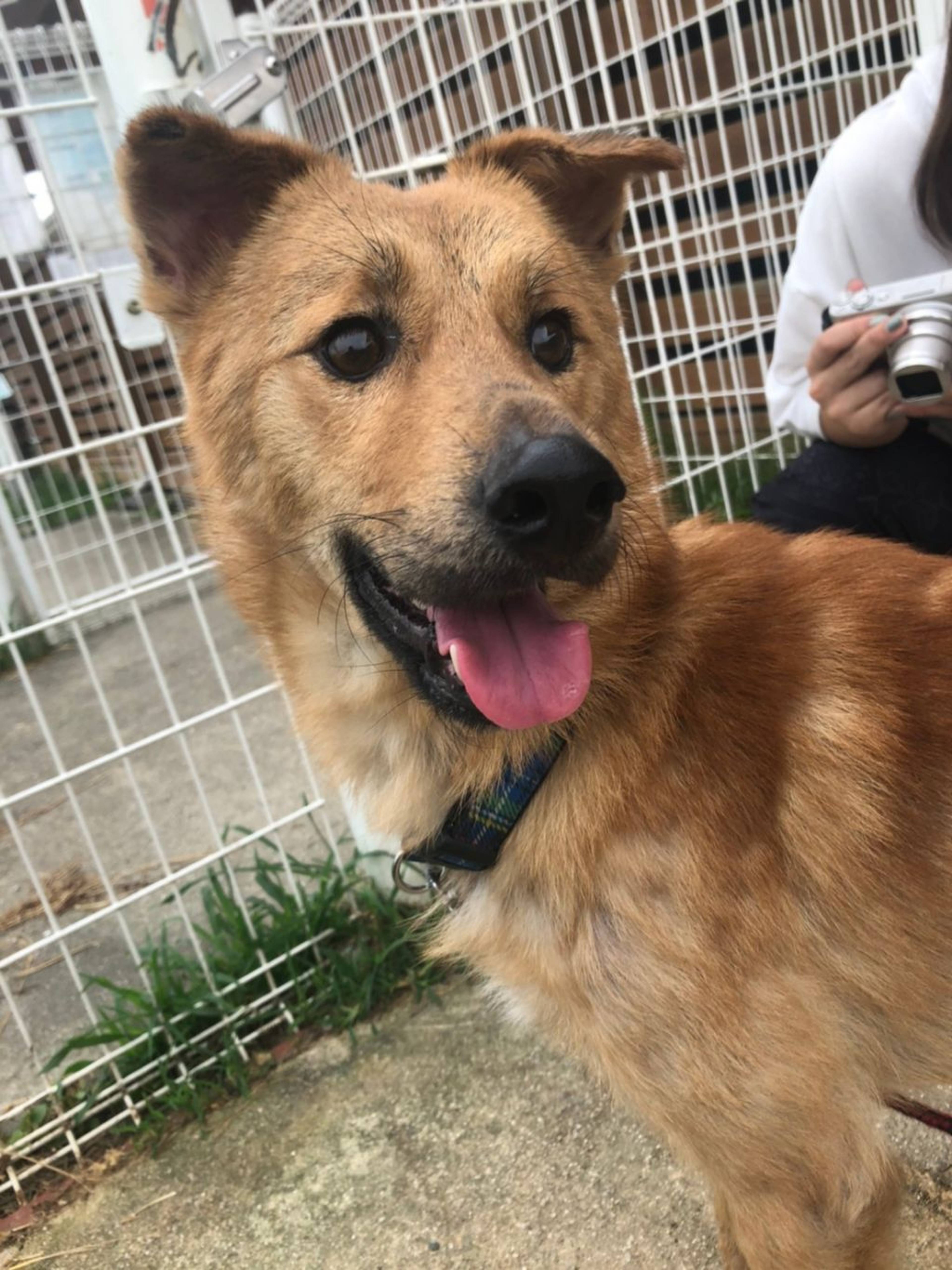 雑種（ミックス犬）・オスの里親募集の写真
