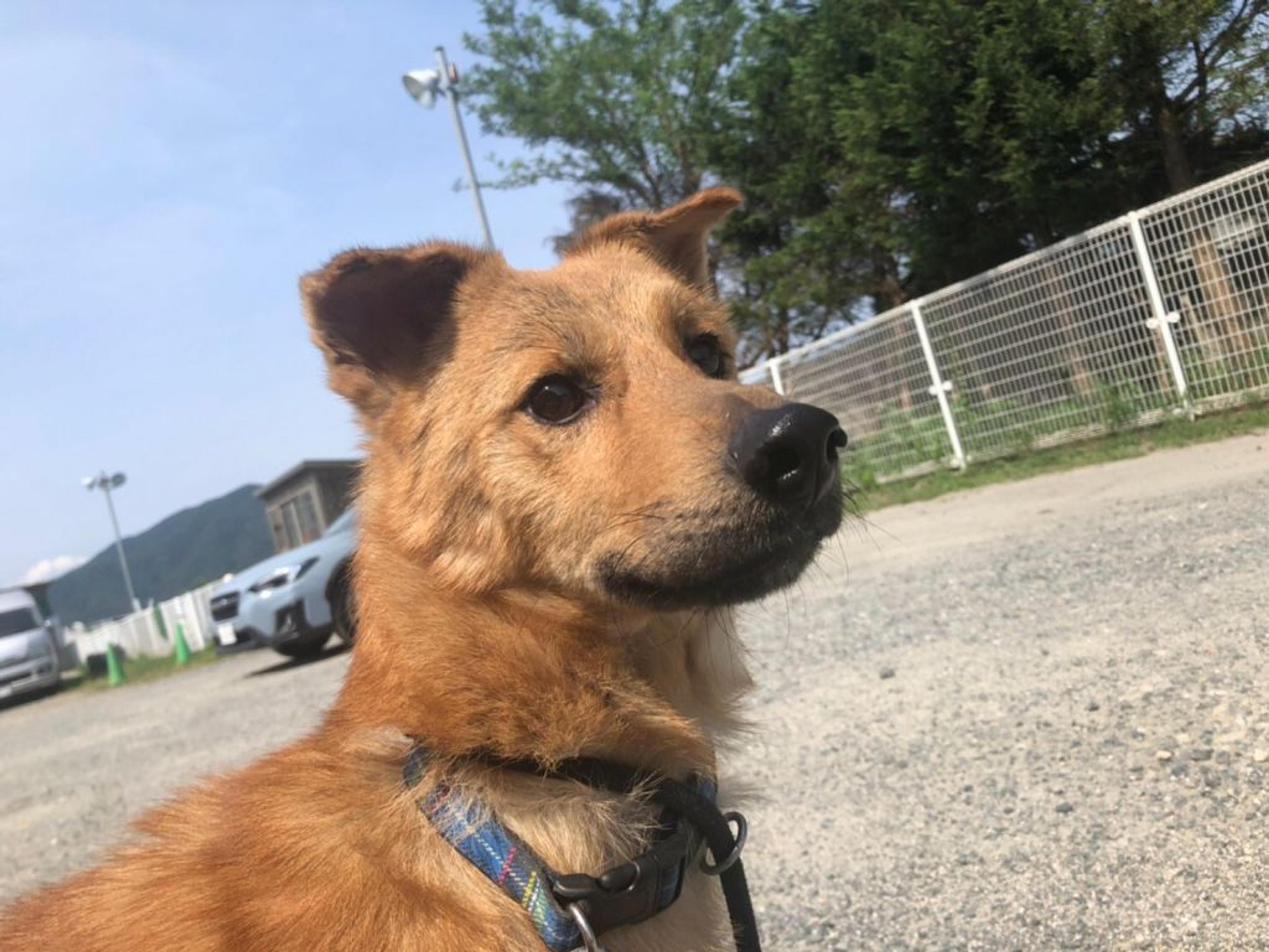 pet-image-2