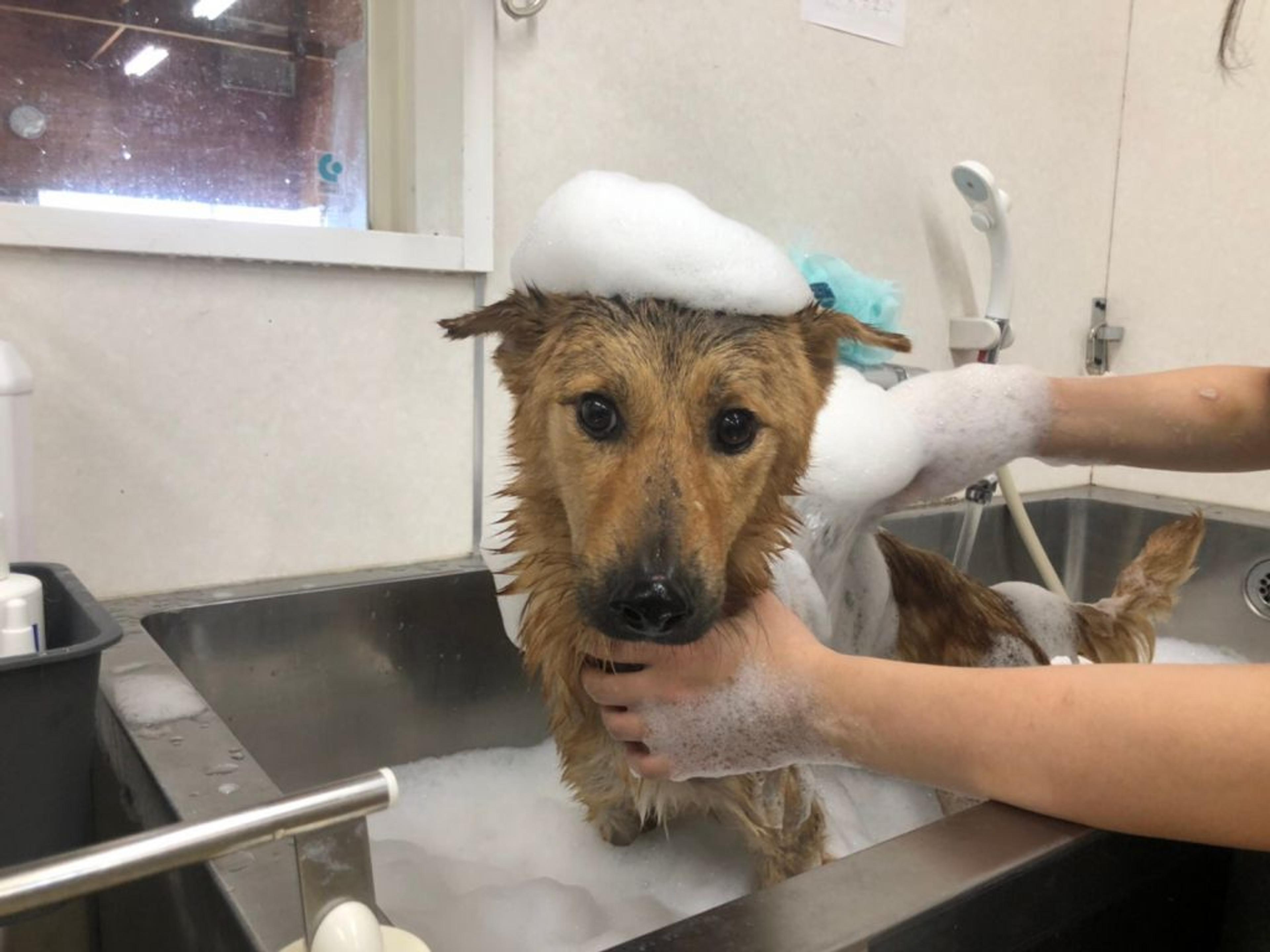pet-image-3