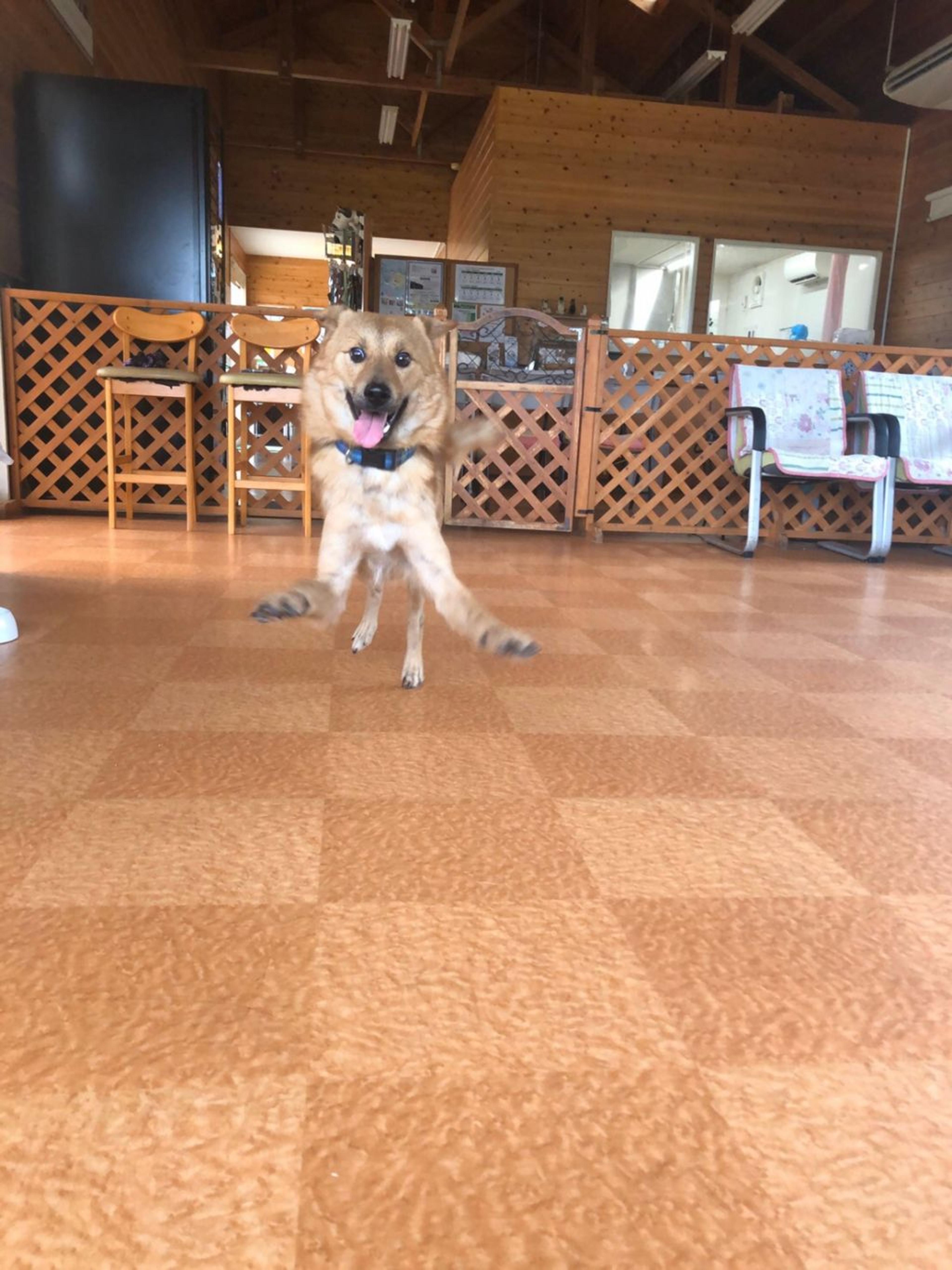 pet-image-4
