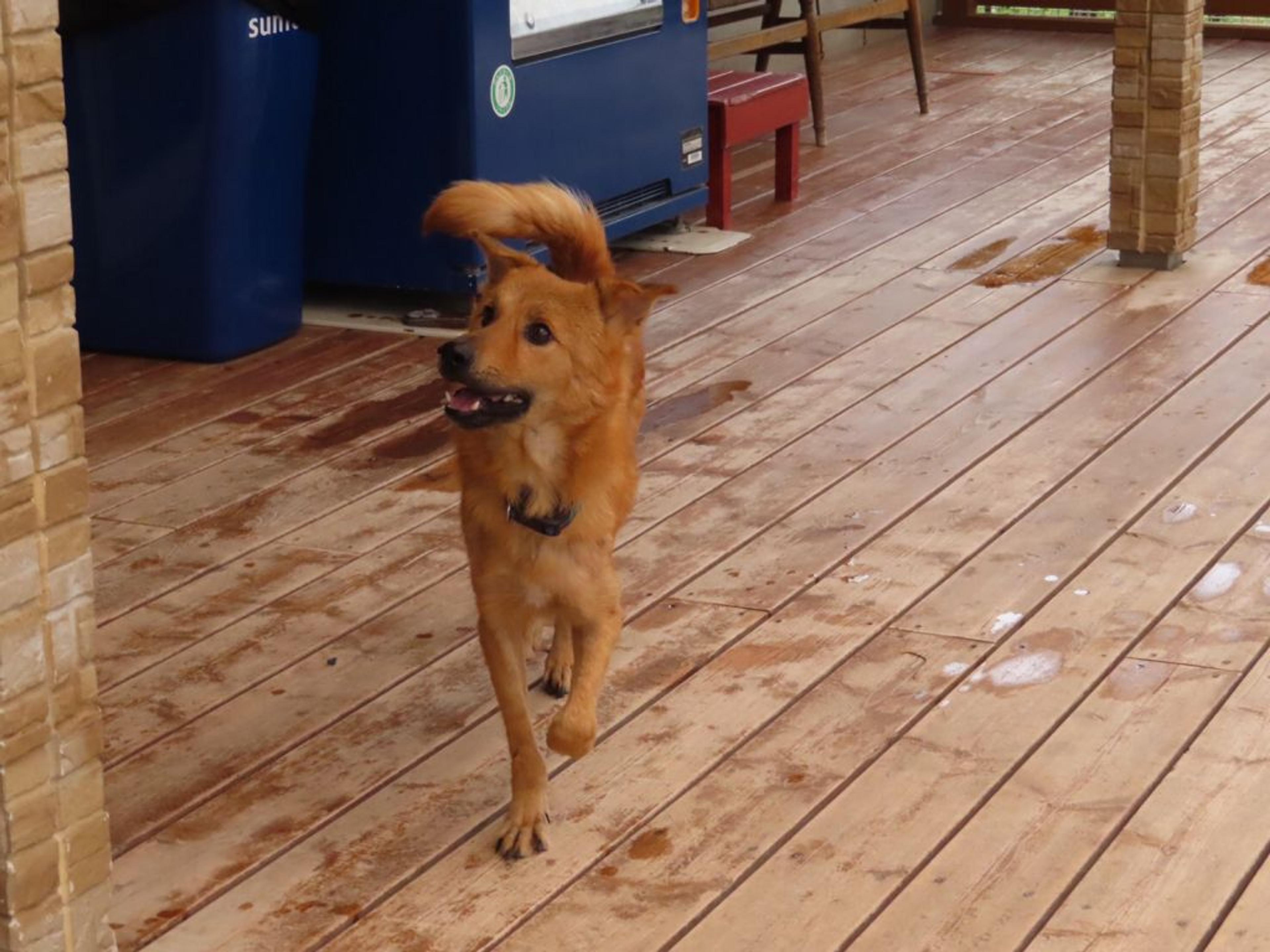 pet-image-6