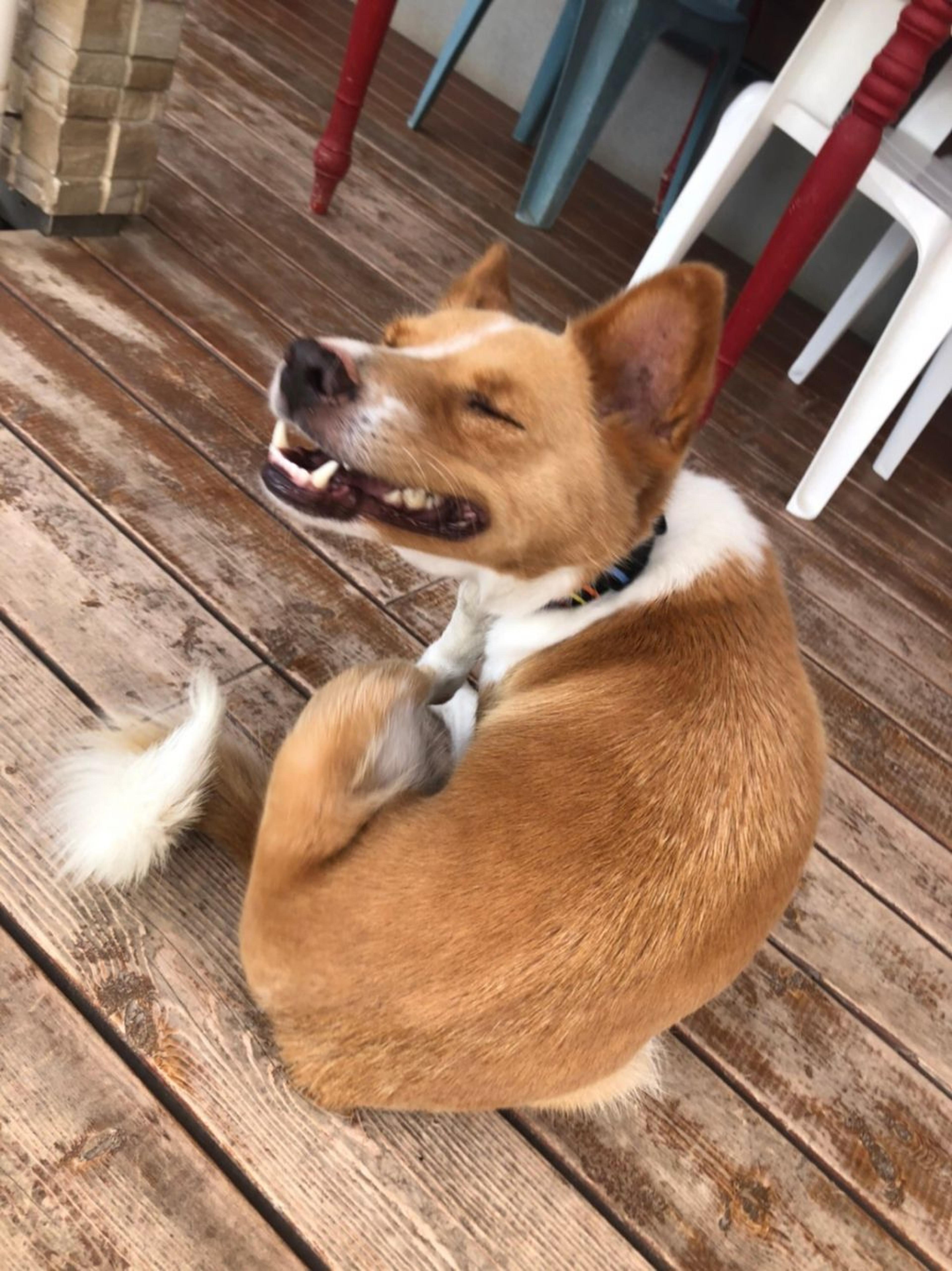 pet-image-4