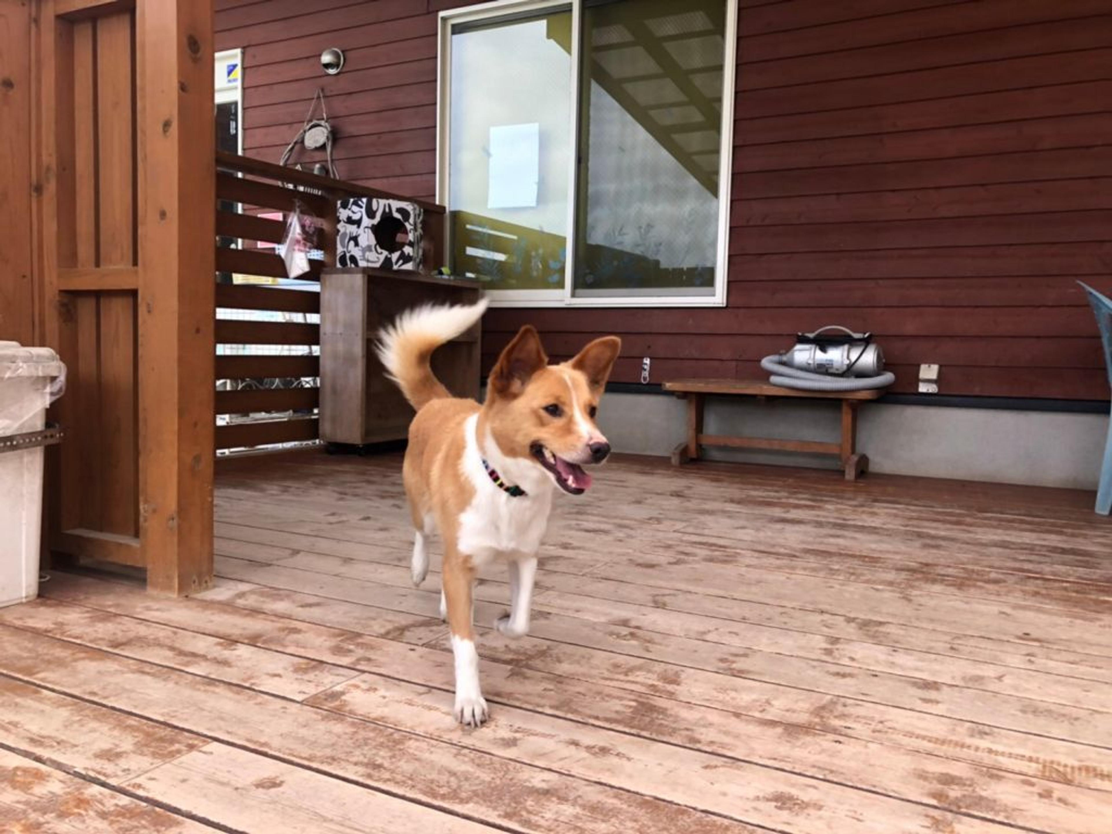pet-image-7