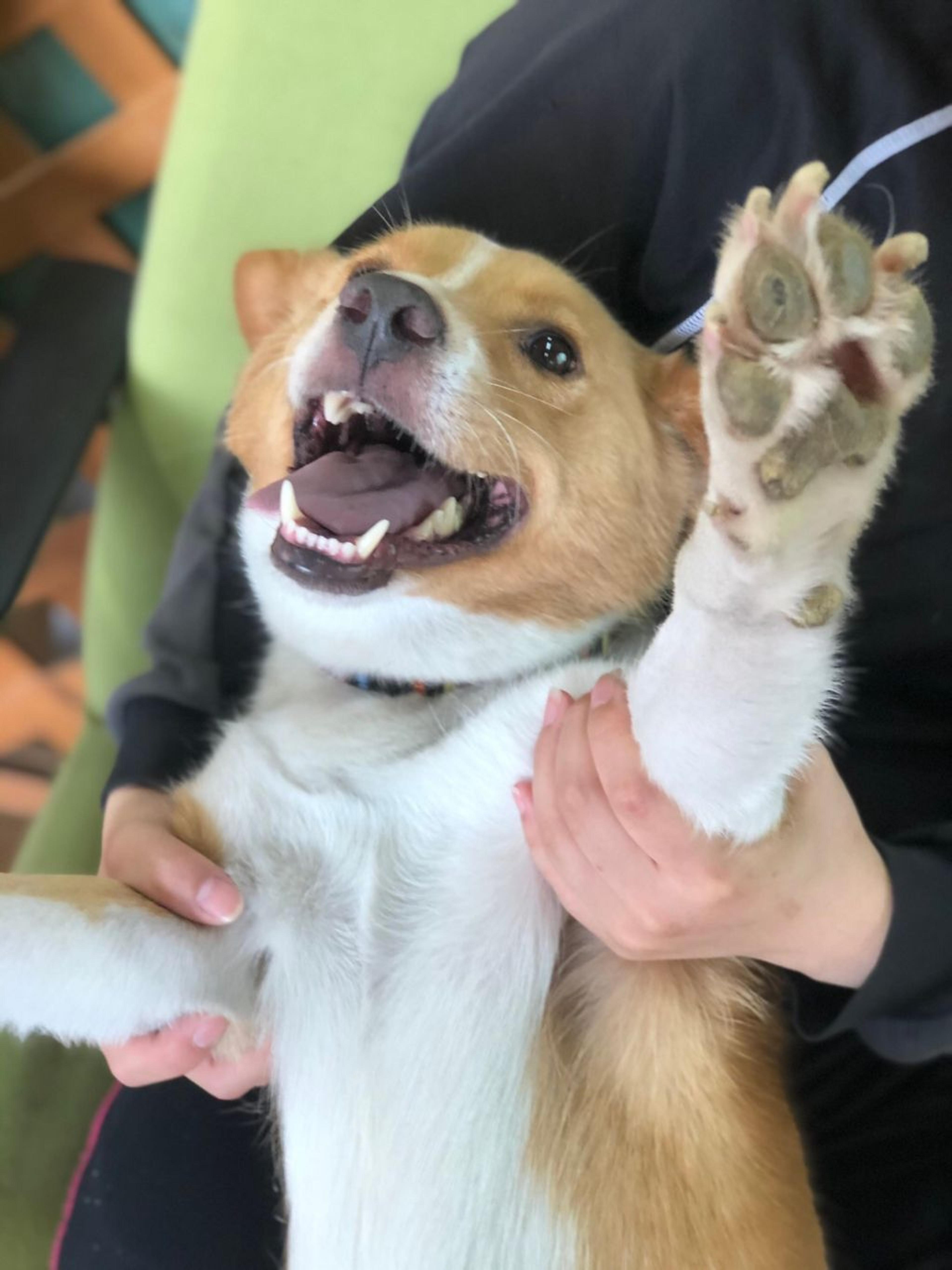 pet-image-2