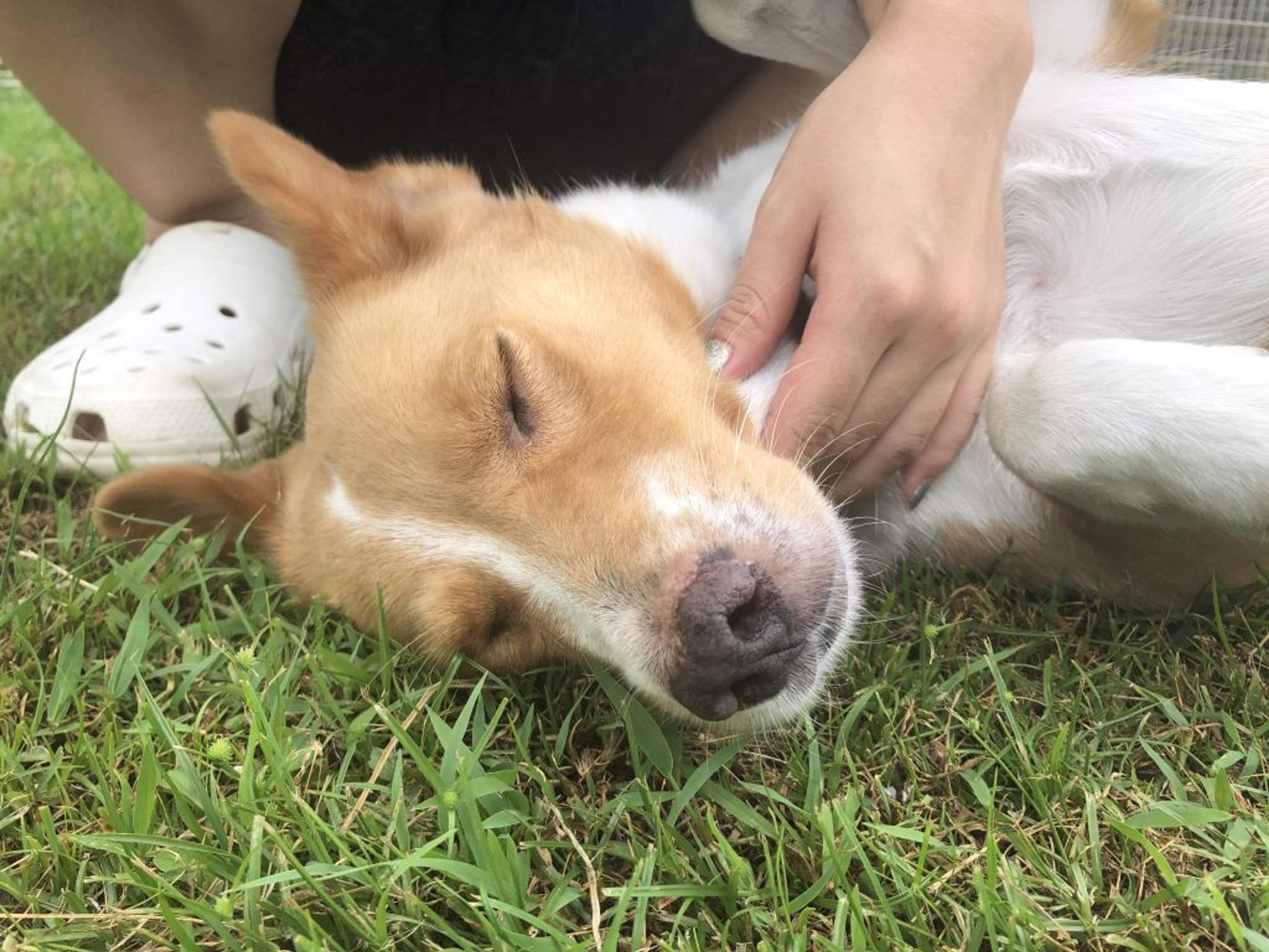 pet-image-5
