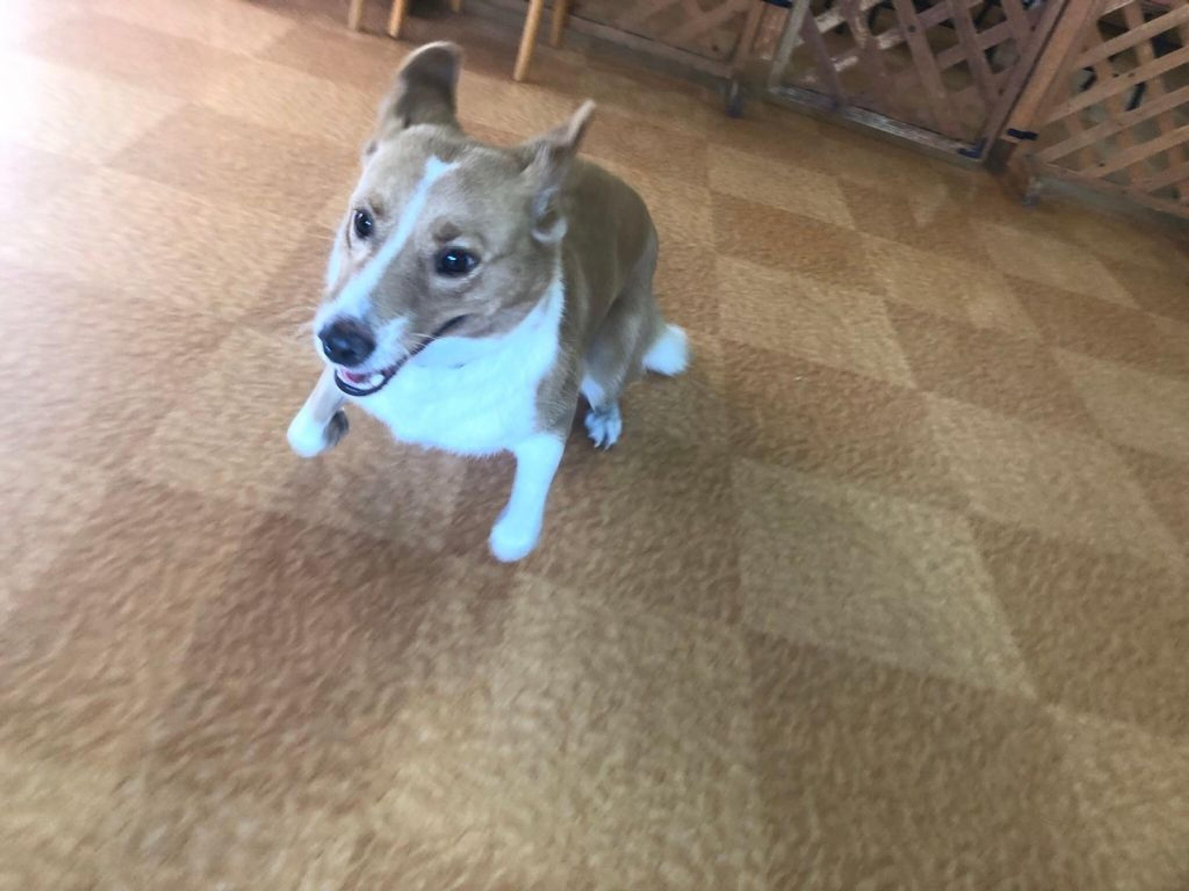 pet-image-8