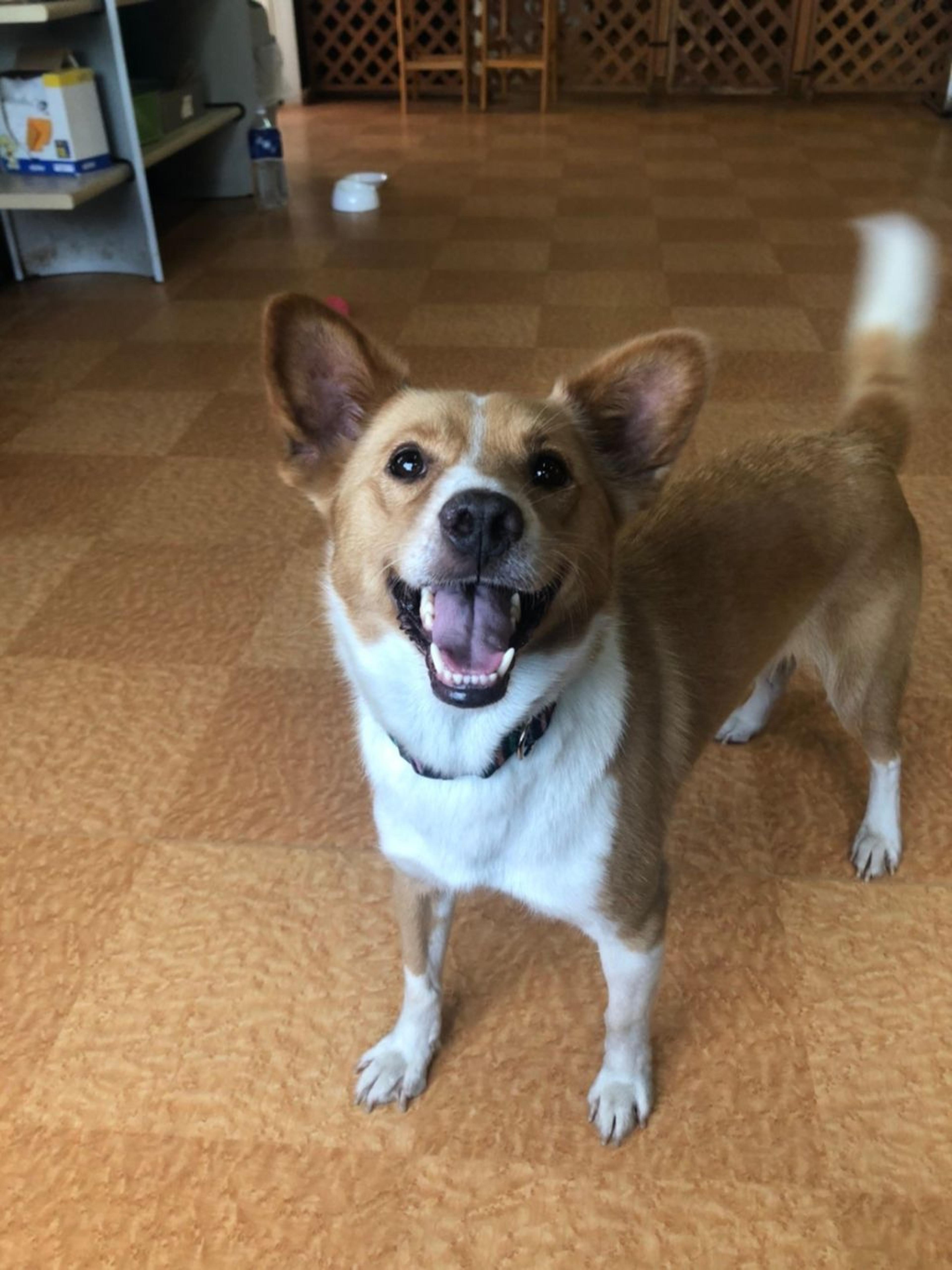pet-image-9