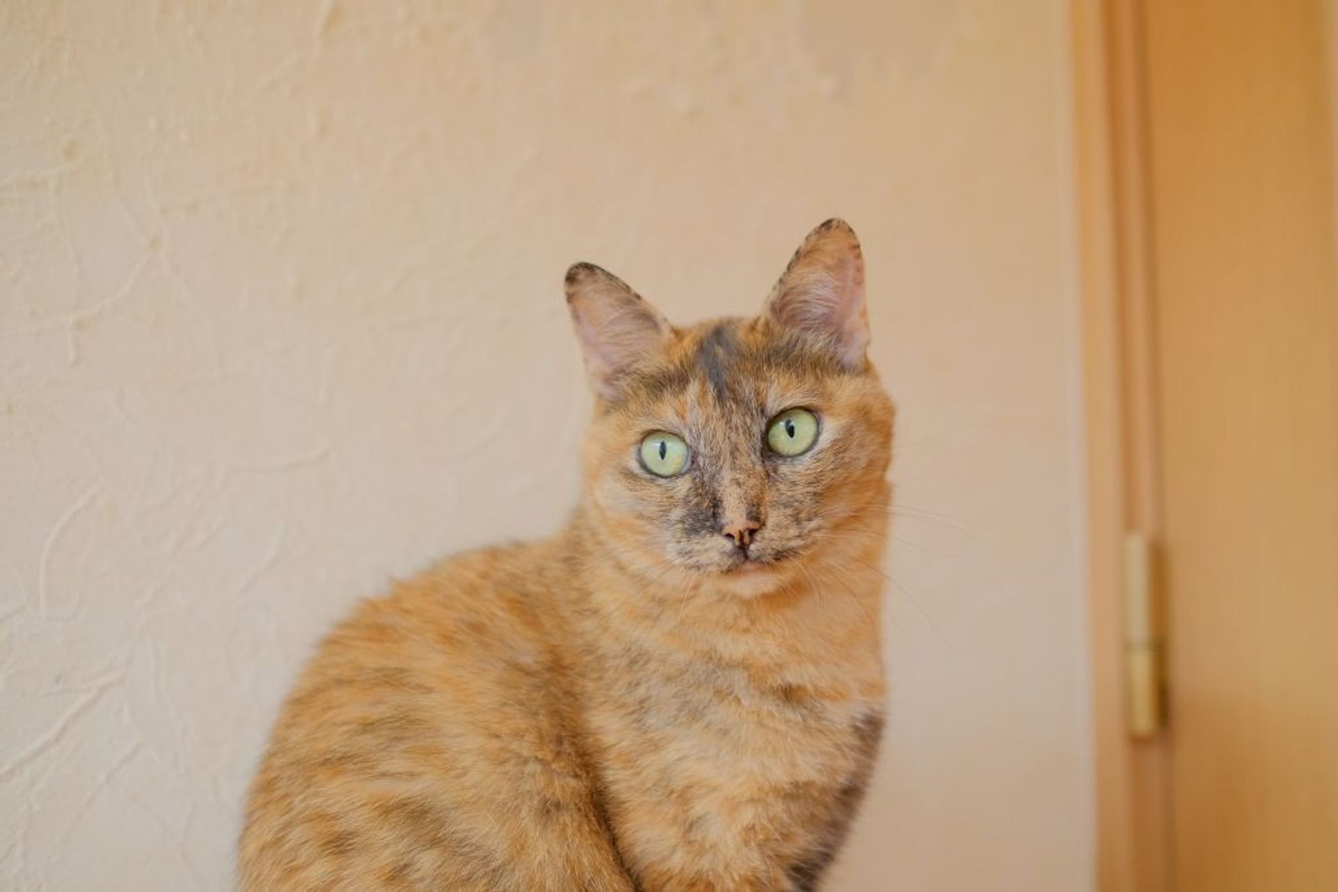 雑種（ミックス猫）・メスの里親募集の写真