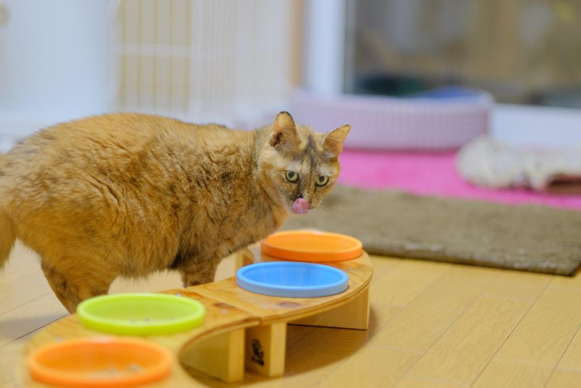 pet-image-5