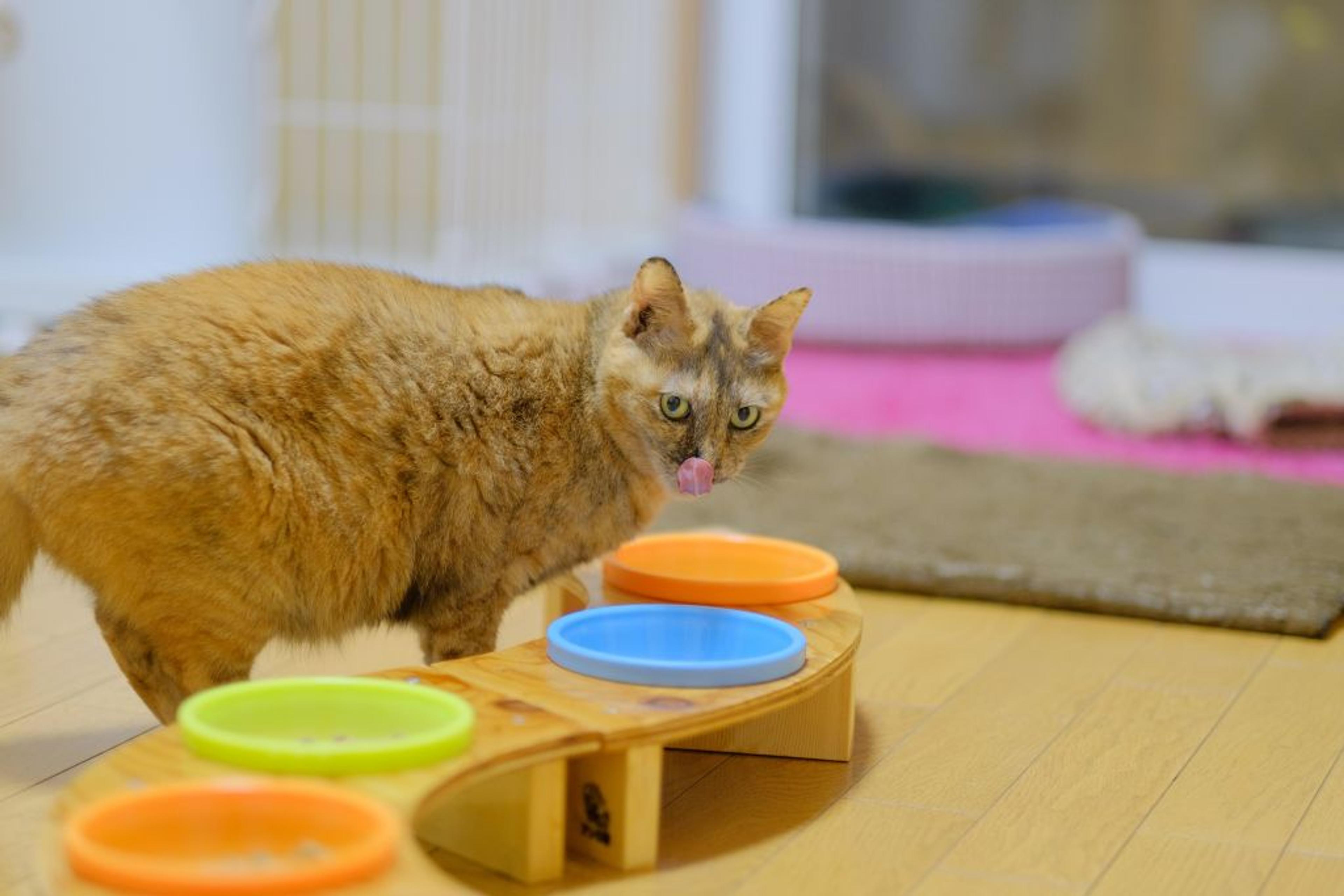 pet-image-5