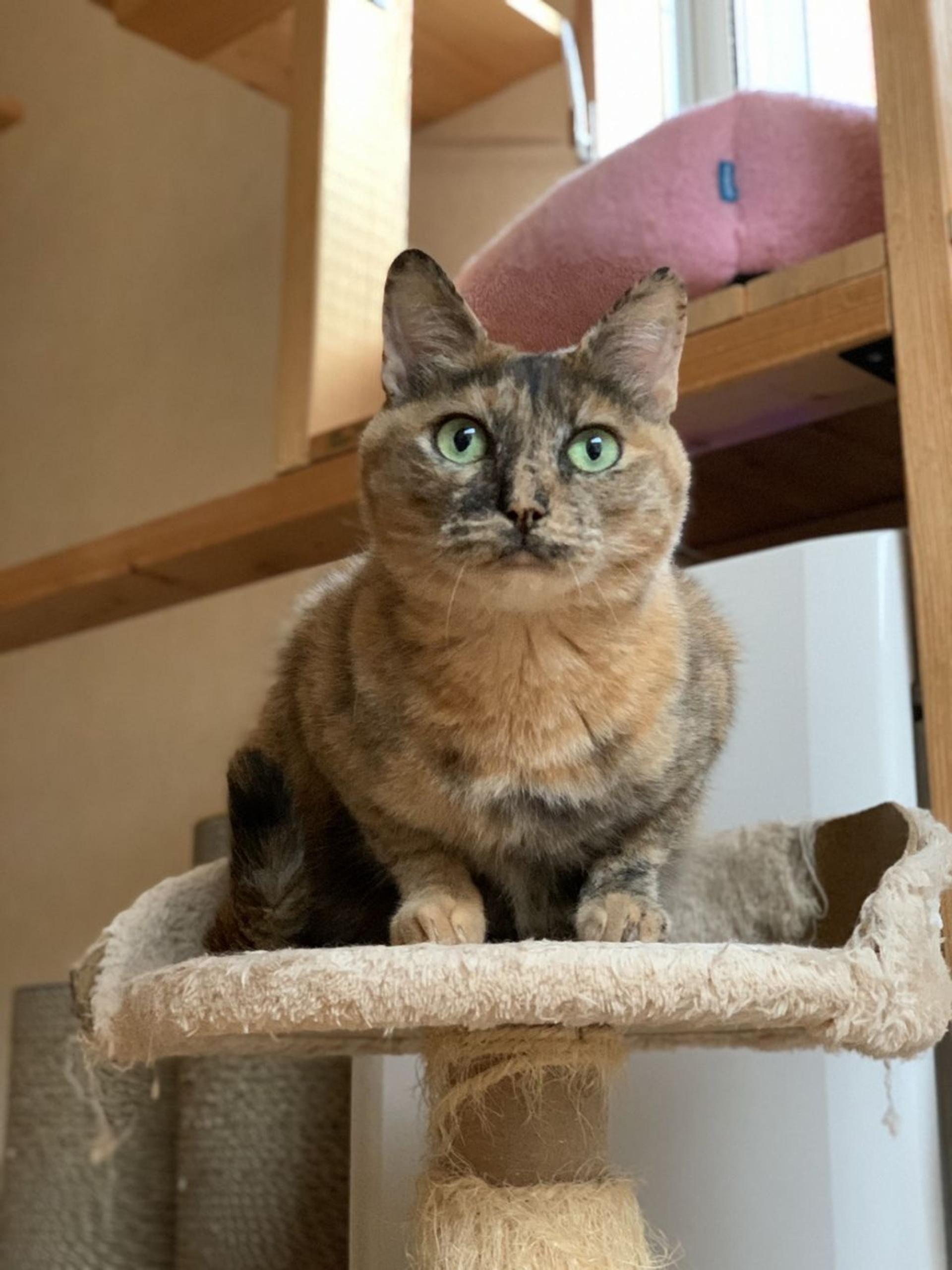 pet-image-2