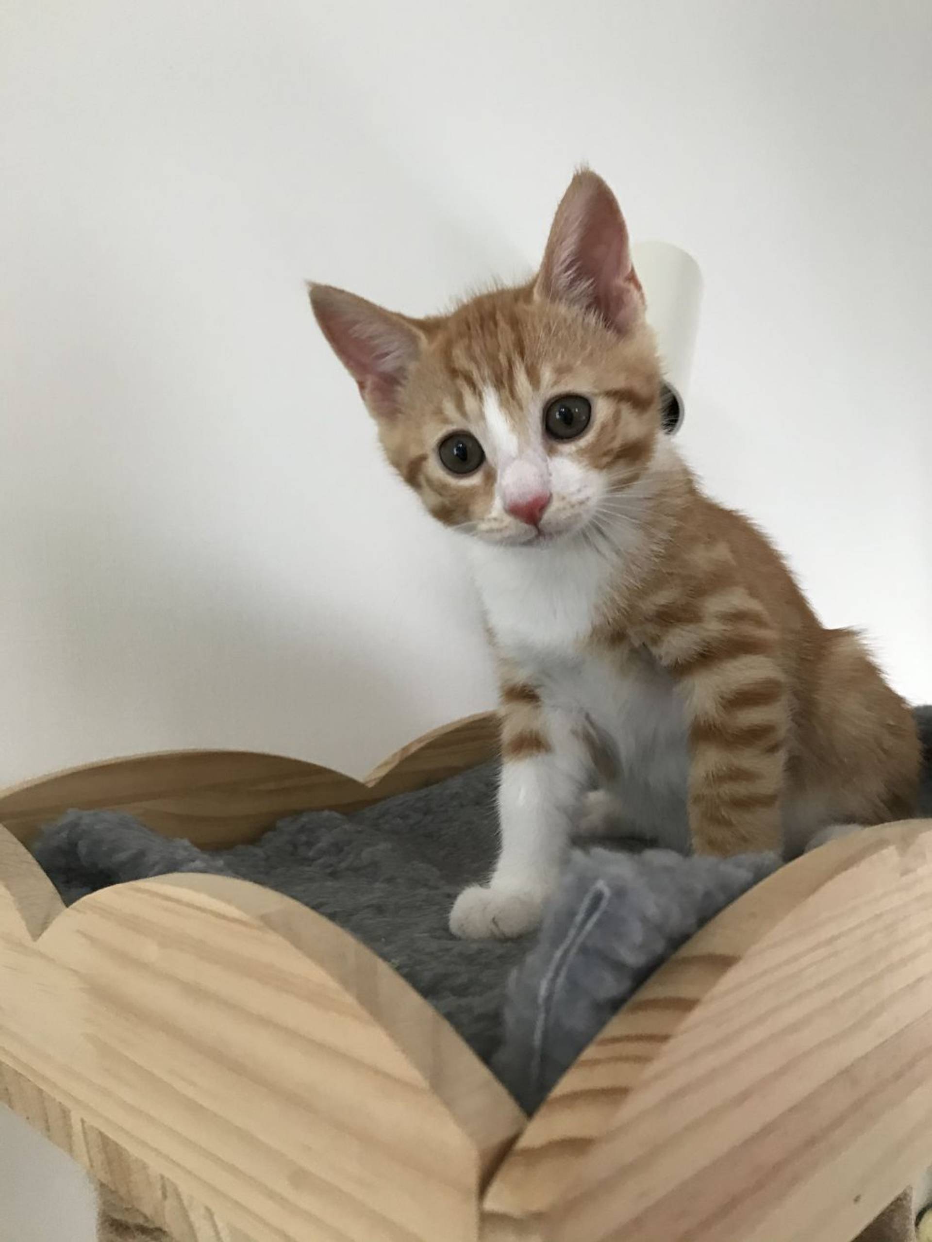 雑種（ミックス猫）・オスの里親募集の写真