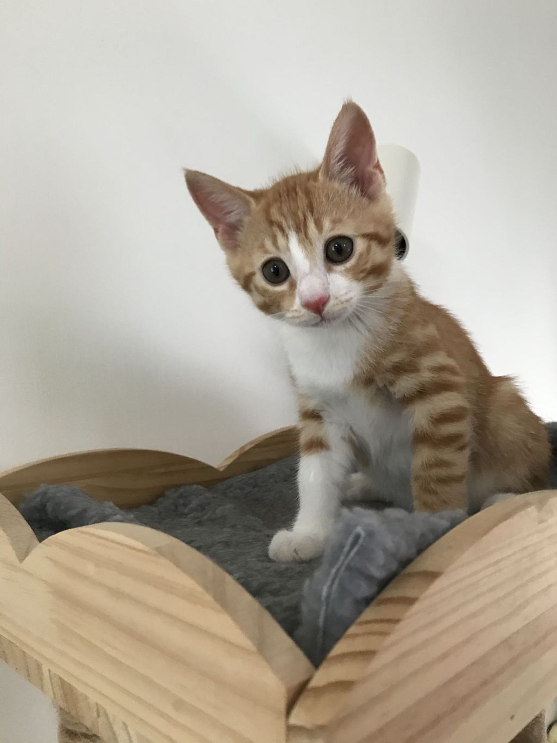雑種（ミックス猫）・オスの里親募集の写真