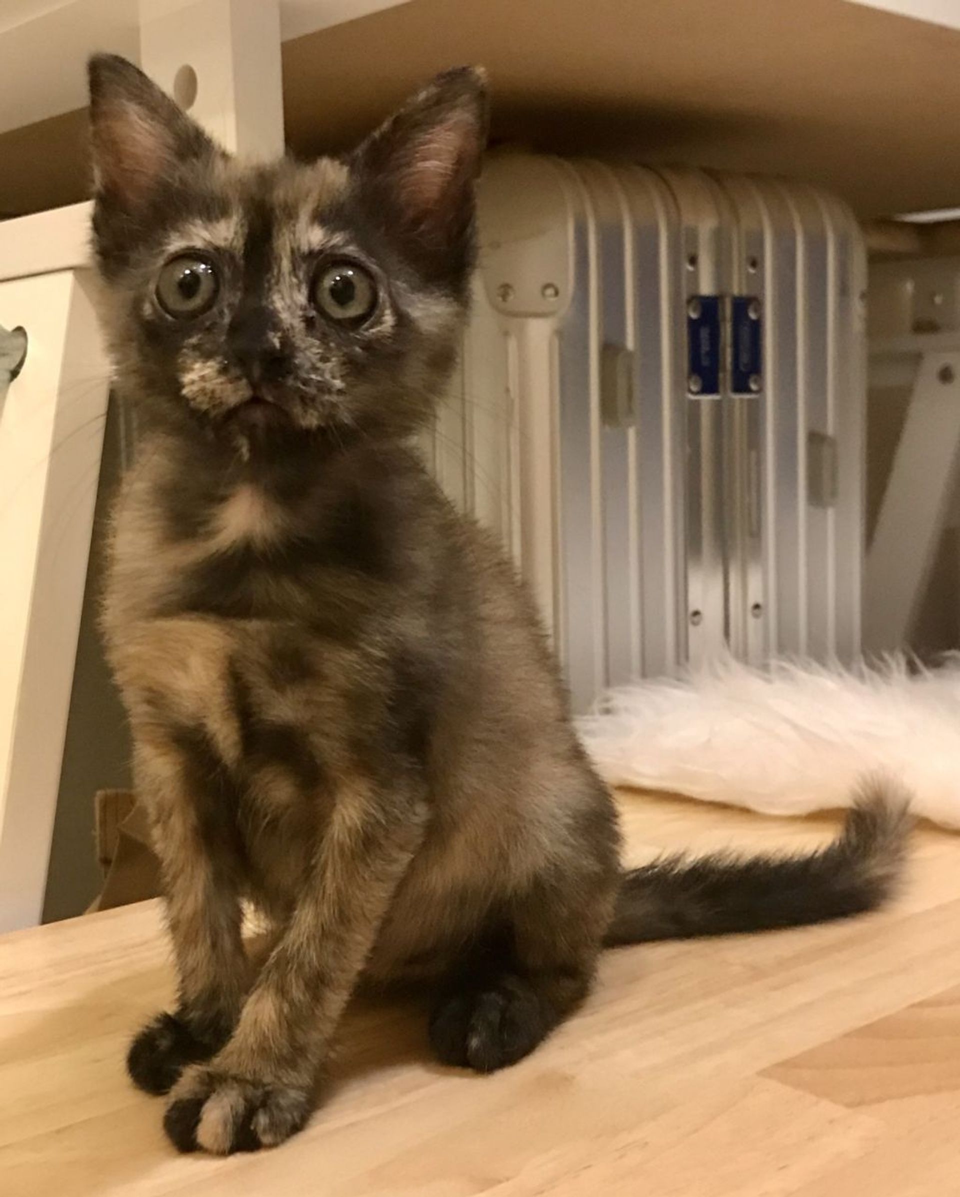 雑種（ミックス猫）・メスの里親募集の写真