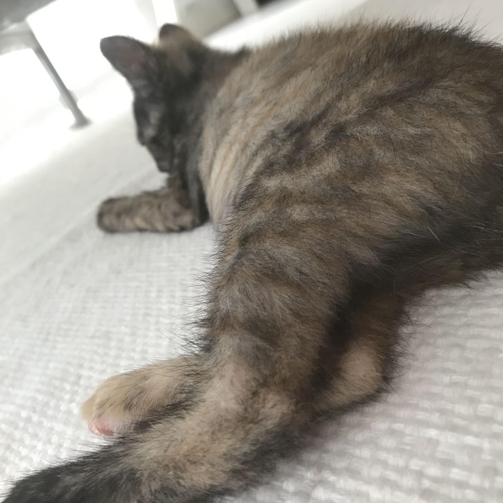 pet-image-2