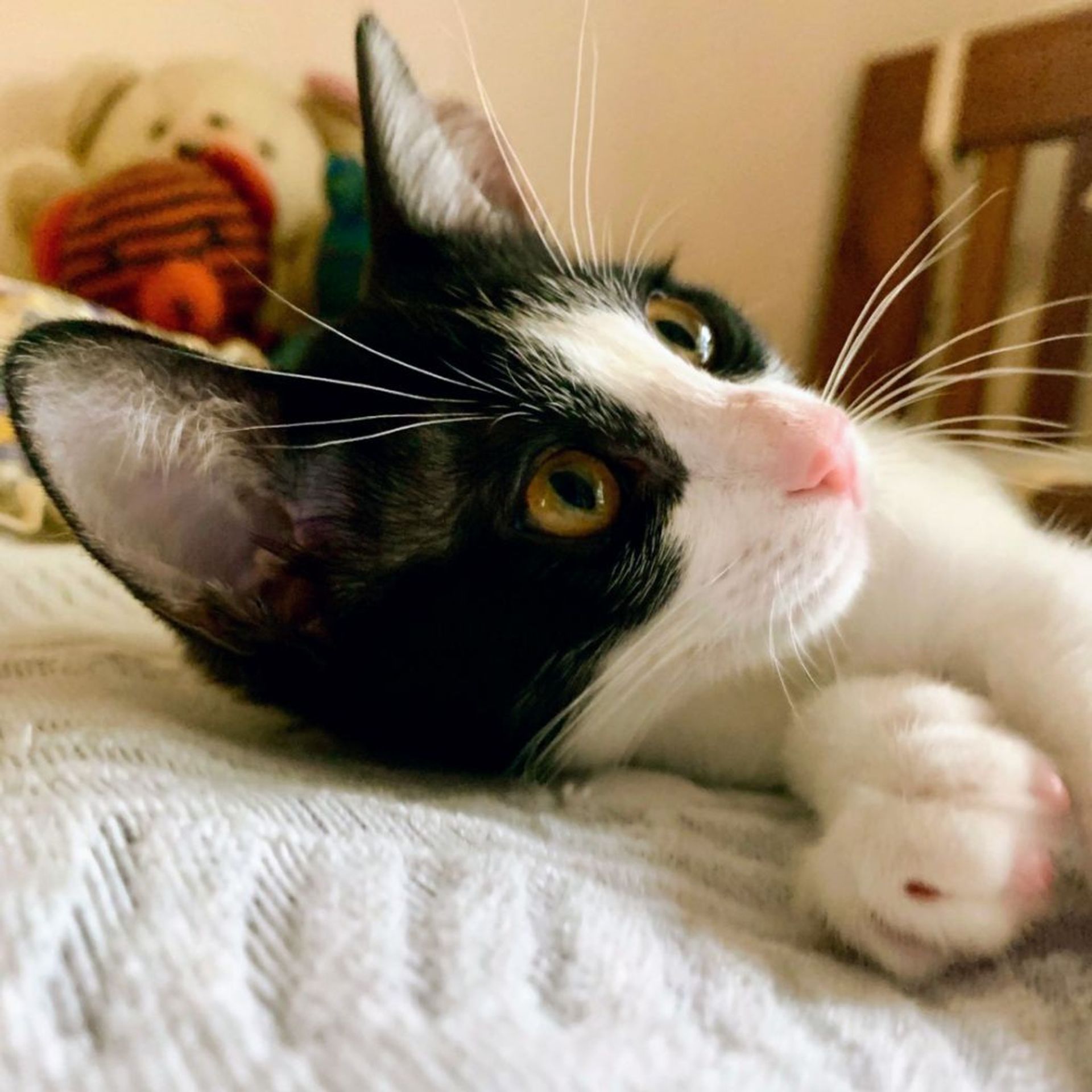 雑種（ミックス猫）・メスの里親募集の写真