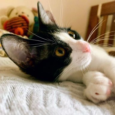 ちんびんの写真