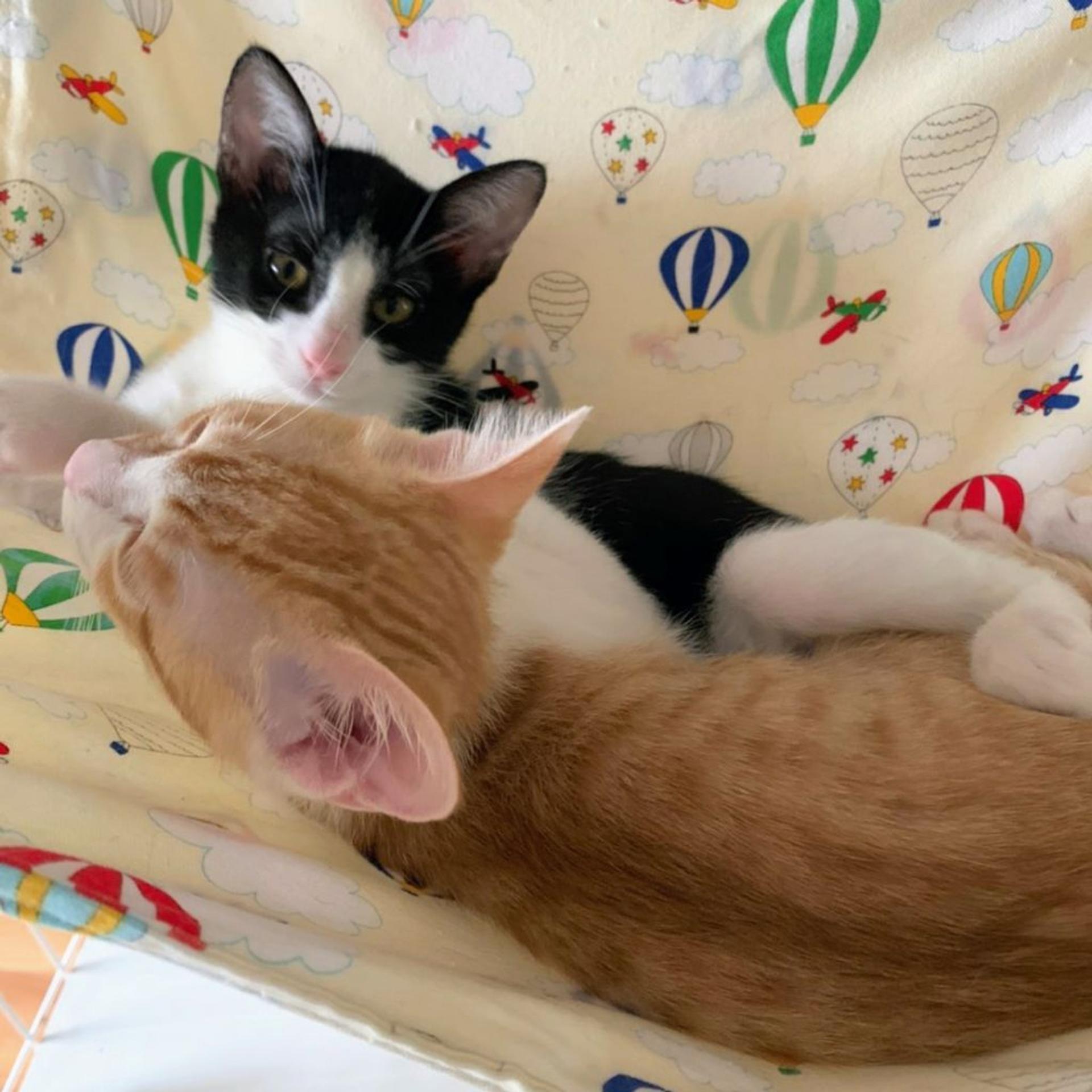 pet-image-3
