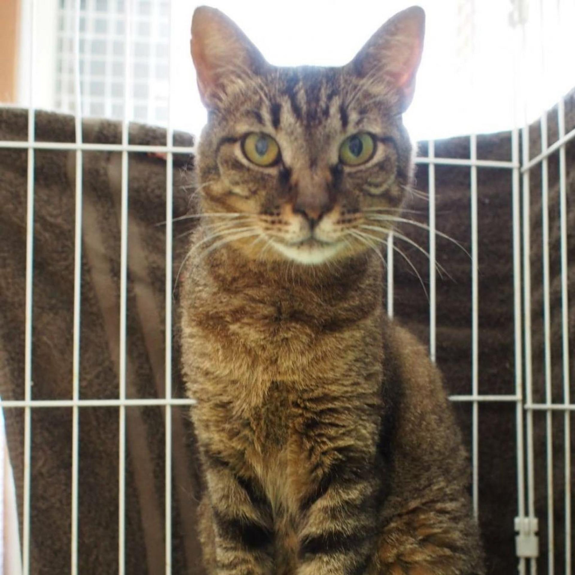 pet-image-5