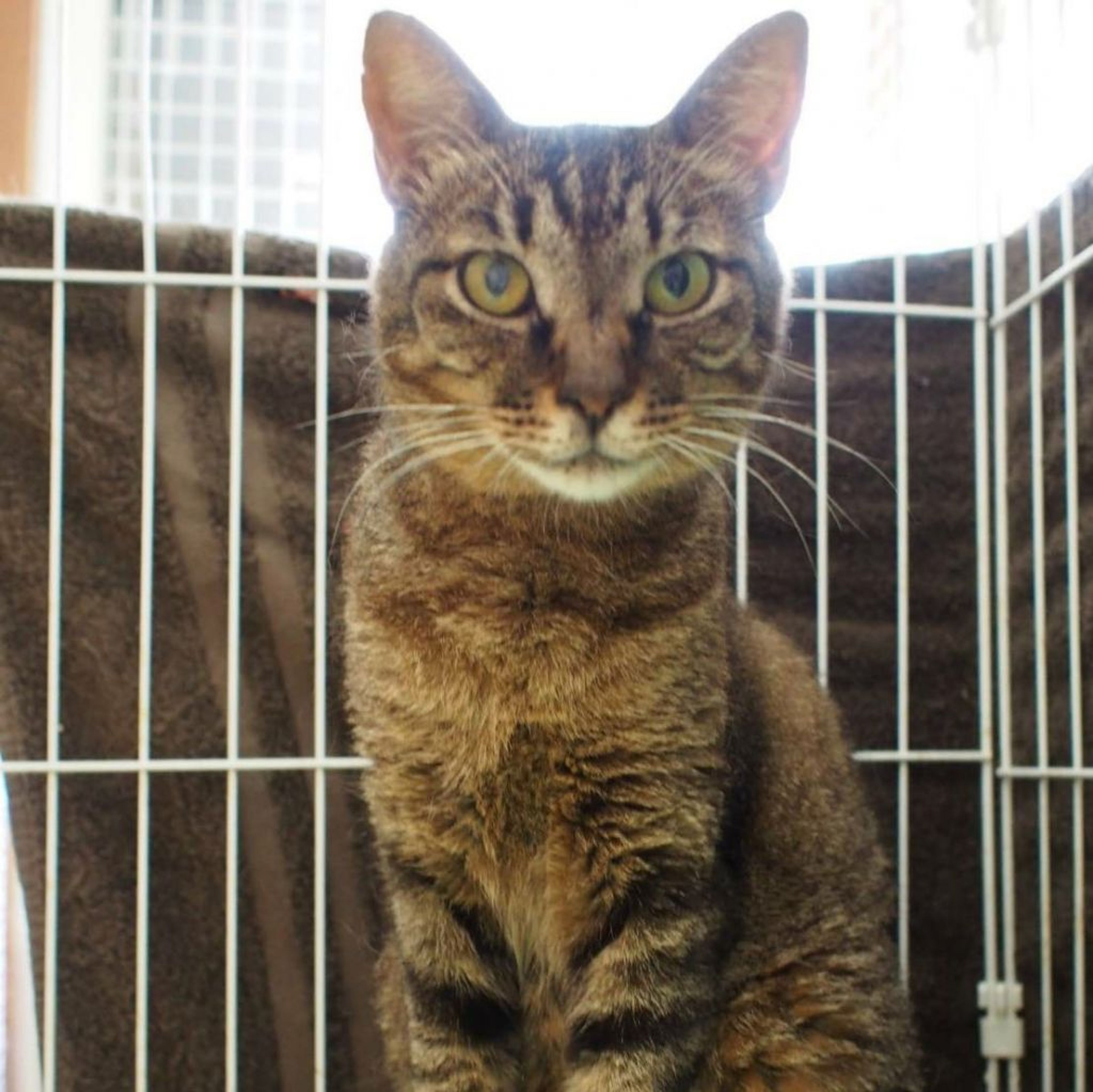 pet-image-5