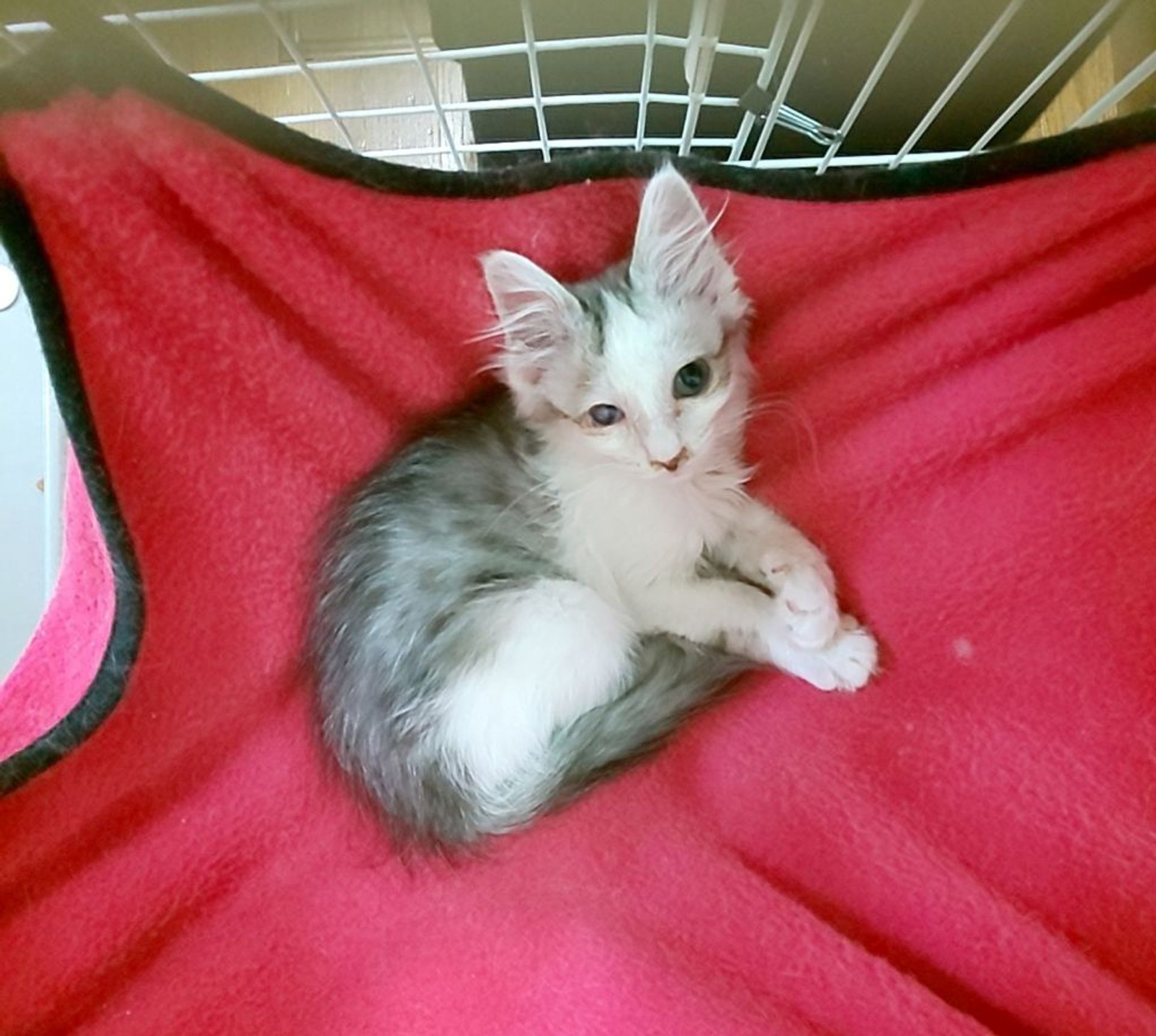 雑種（ミックス猫）・メスの里親募集の写真