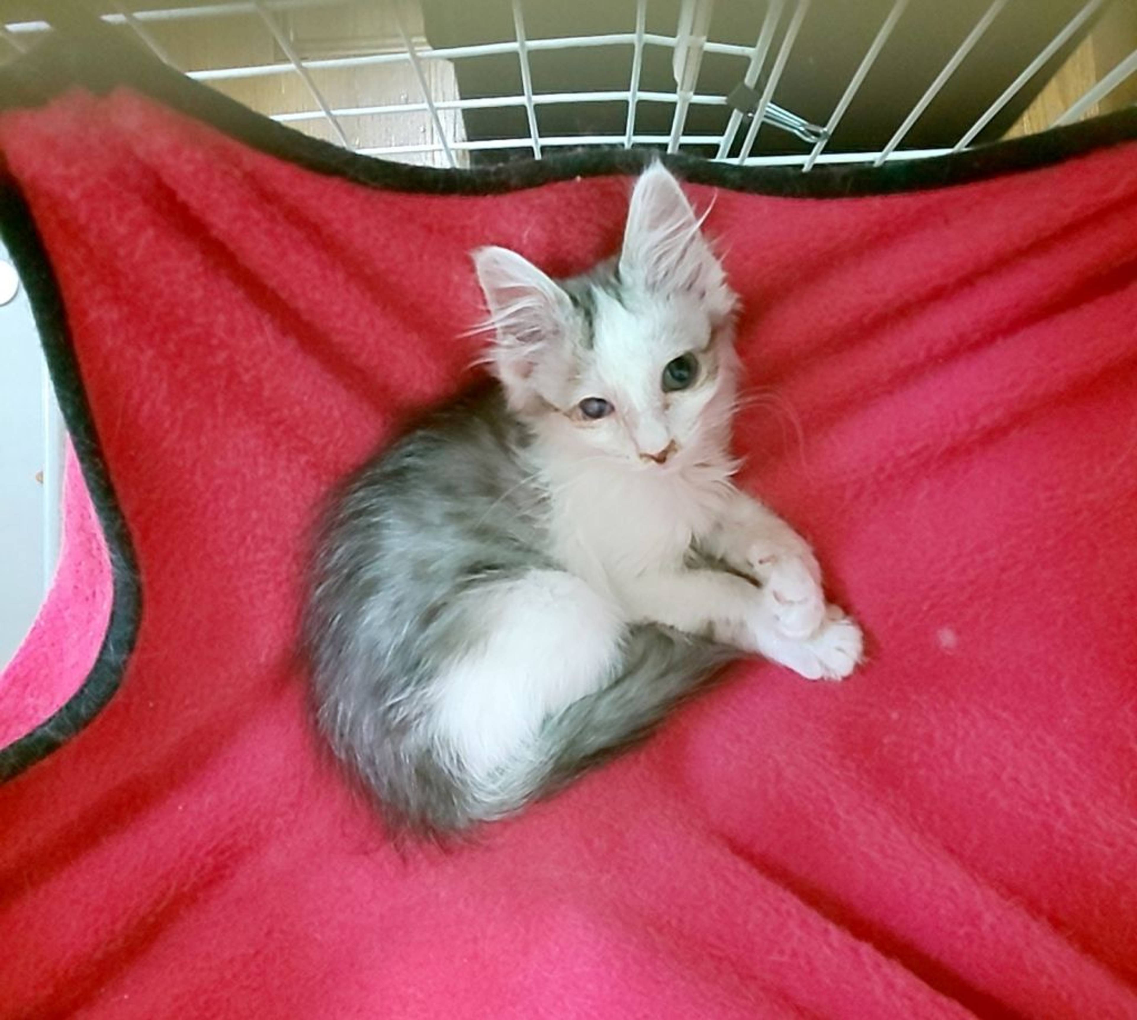 雑種（ミックス猫）・メスの里親募集の写真