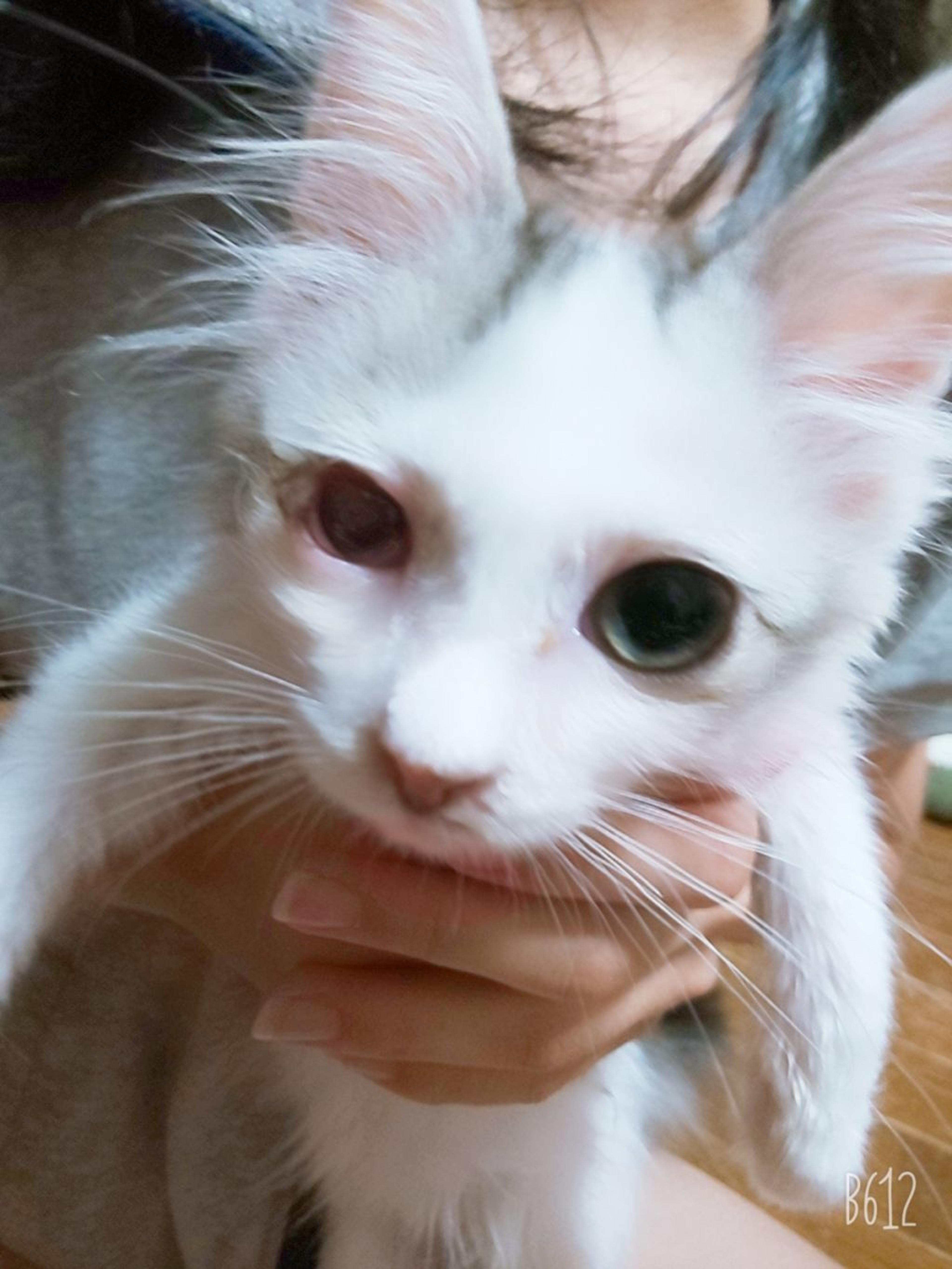 pet-image-2