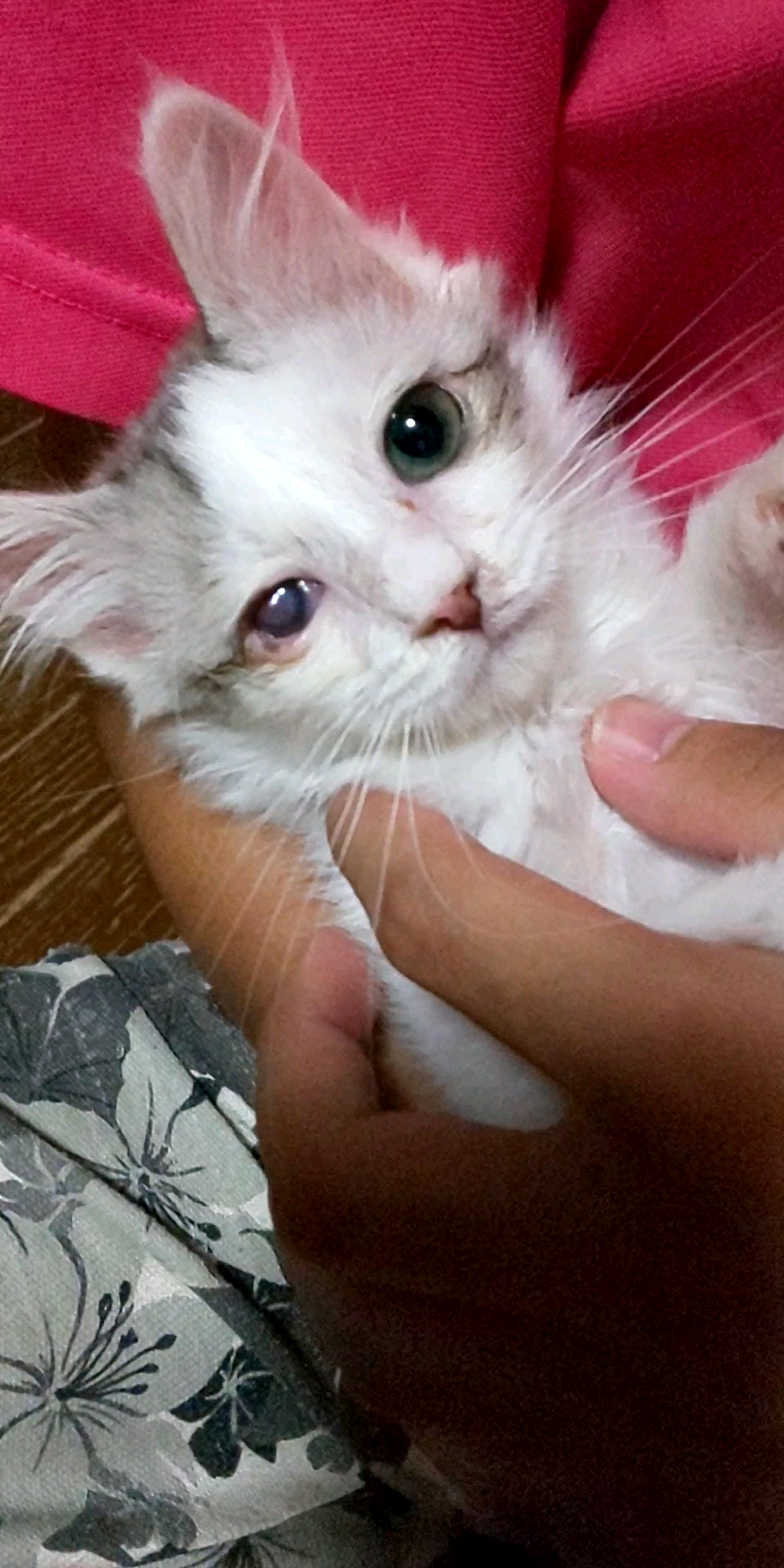 pet-image-3