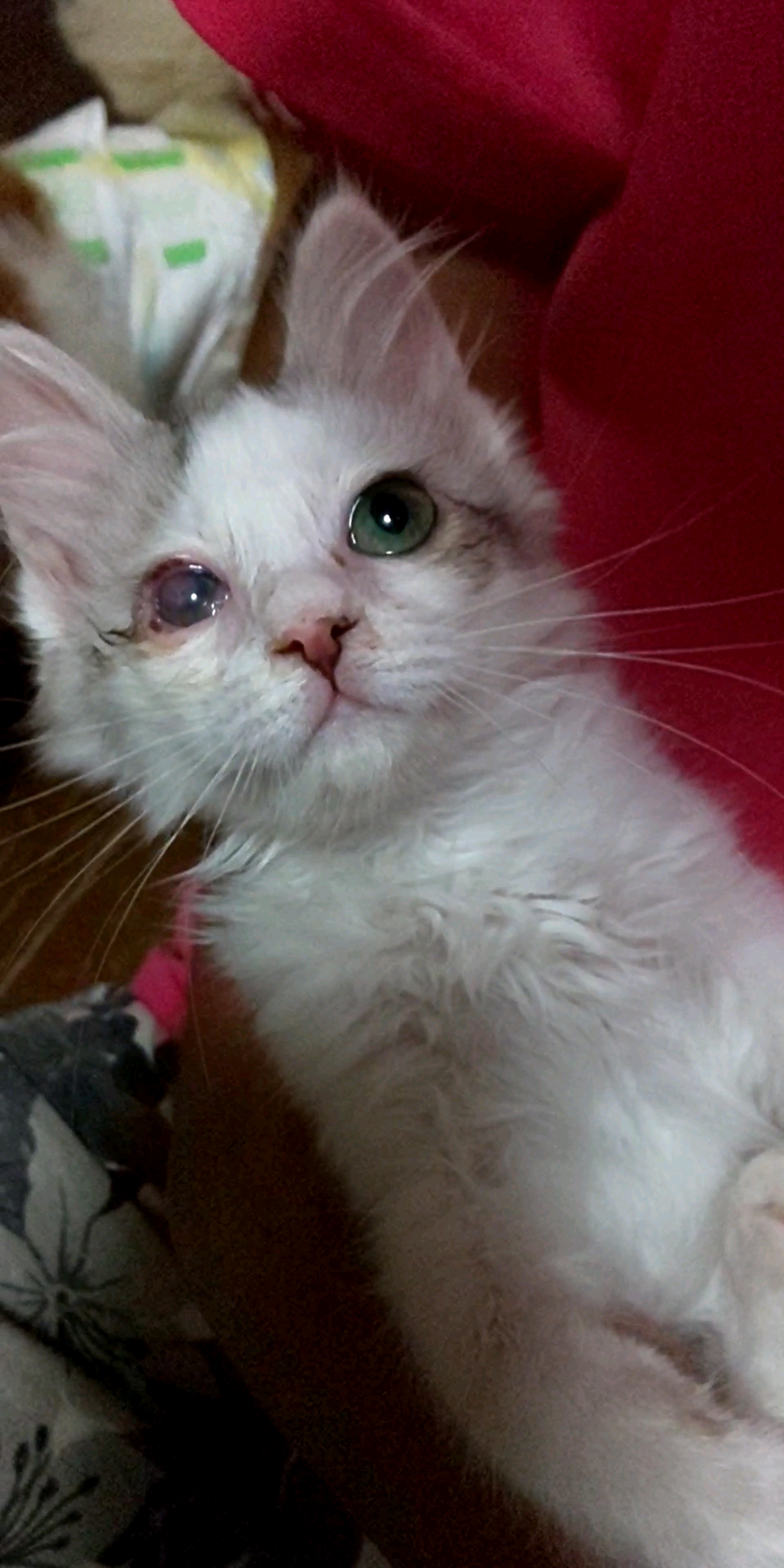 pet-image-4