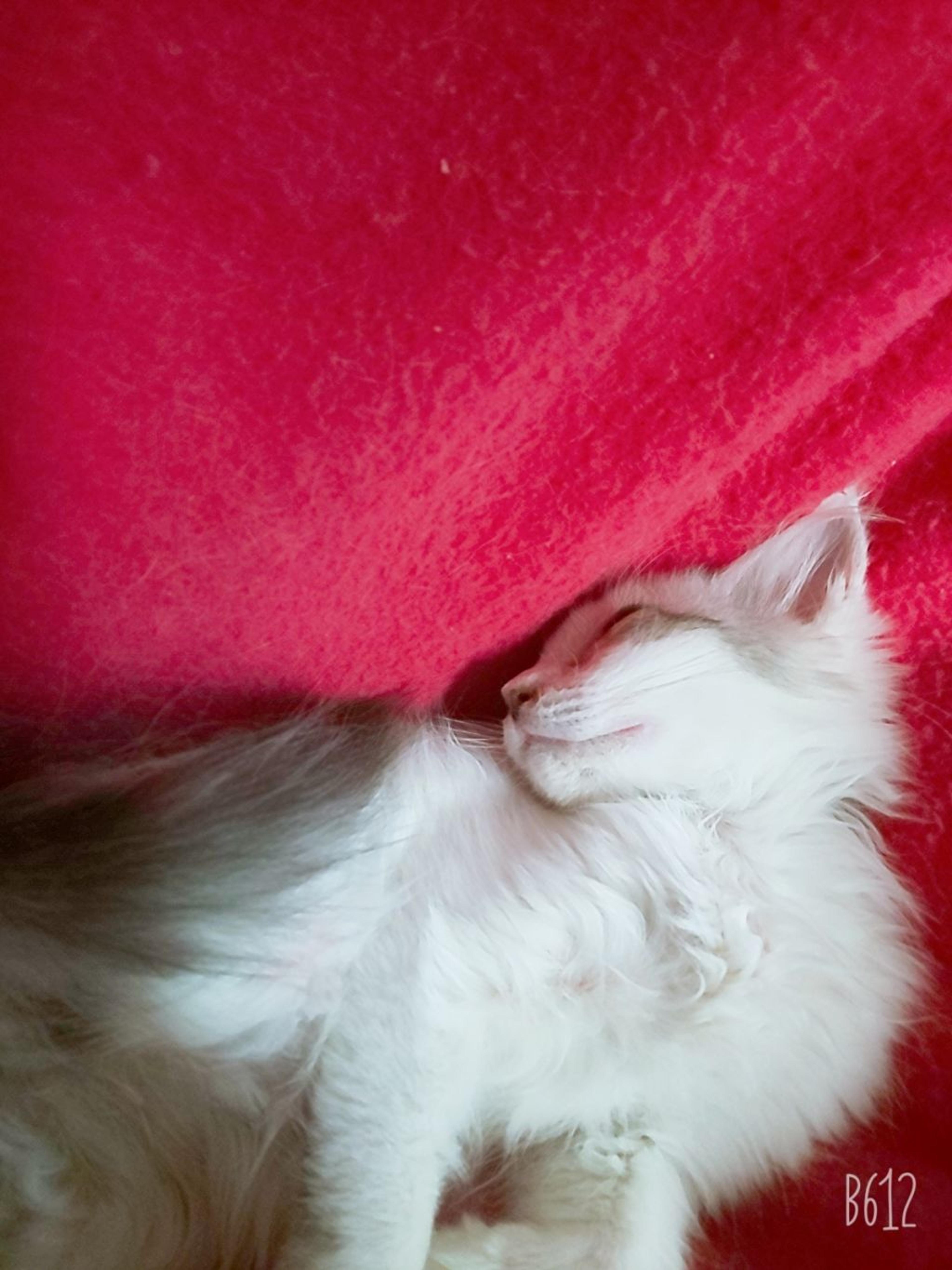 pet-image-5