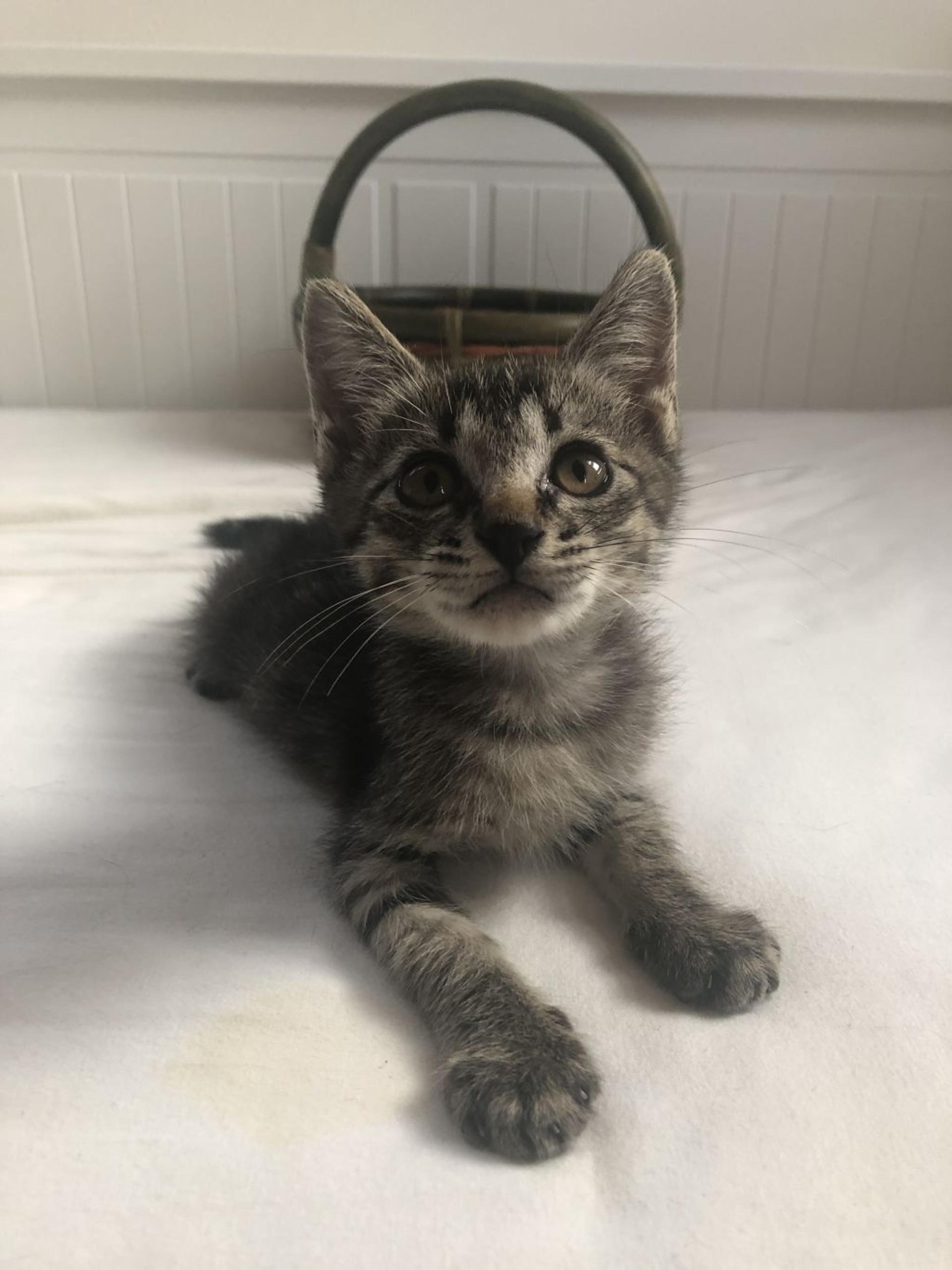pet-image-6