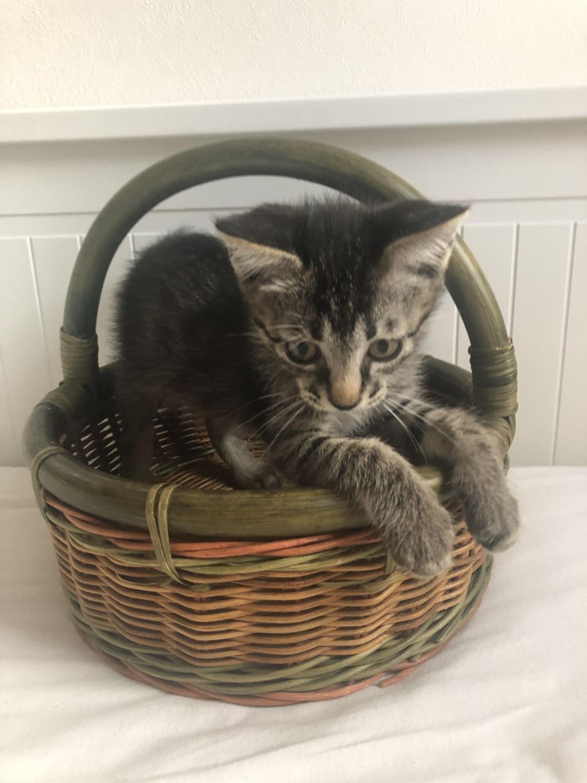 pet-image-7
