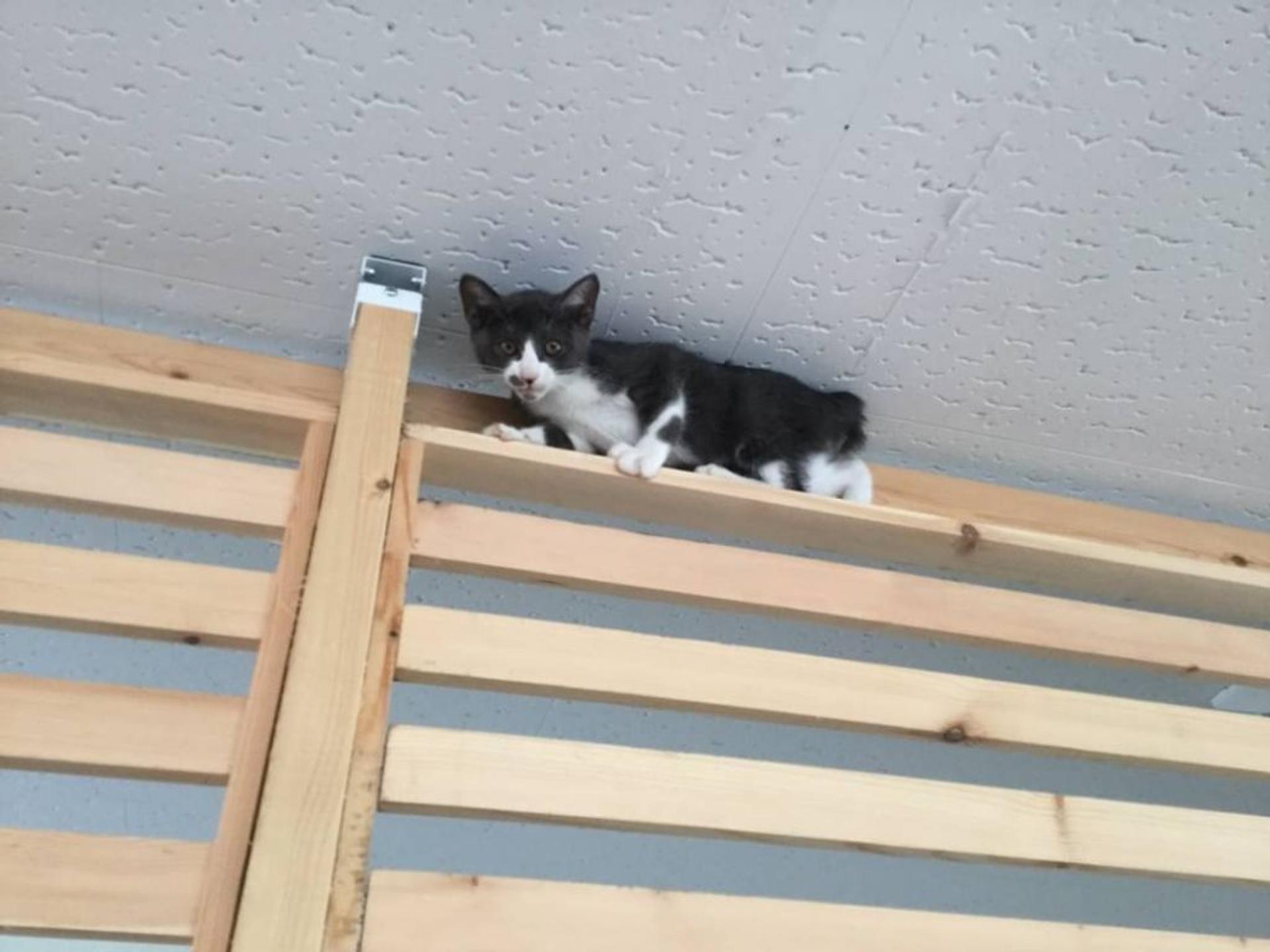 pet-image-4
