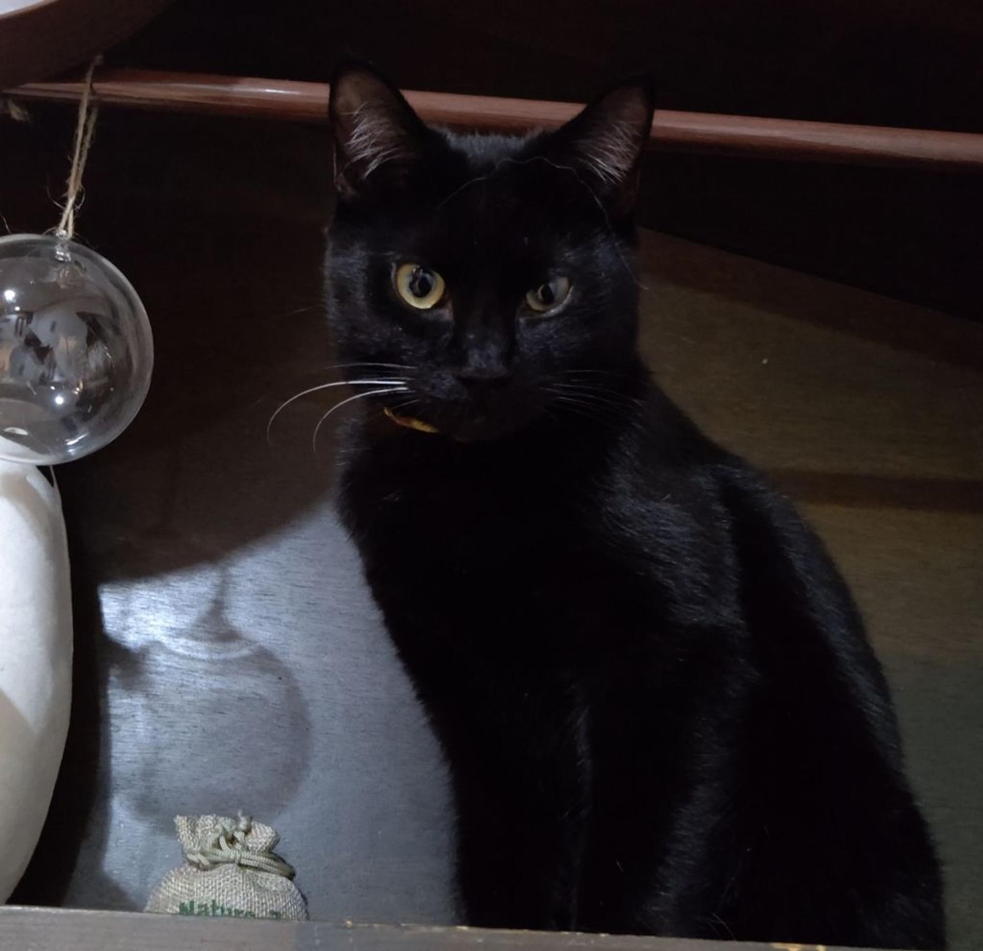 pet-image-7
