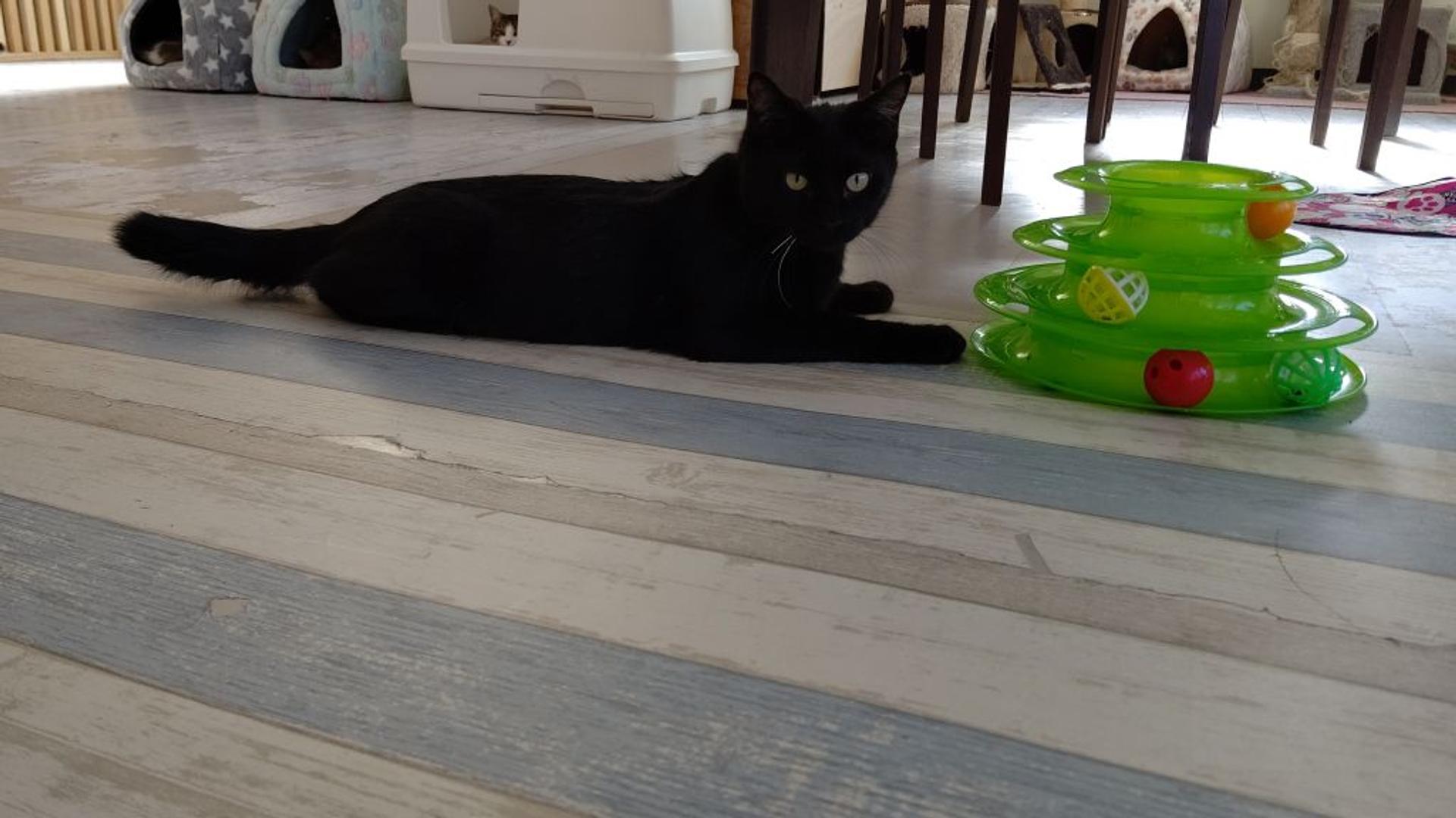 pet-image-5