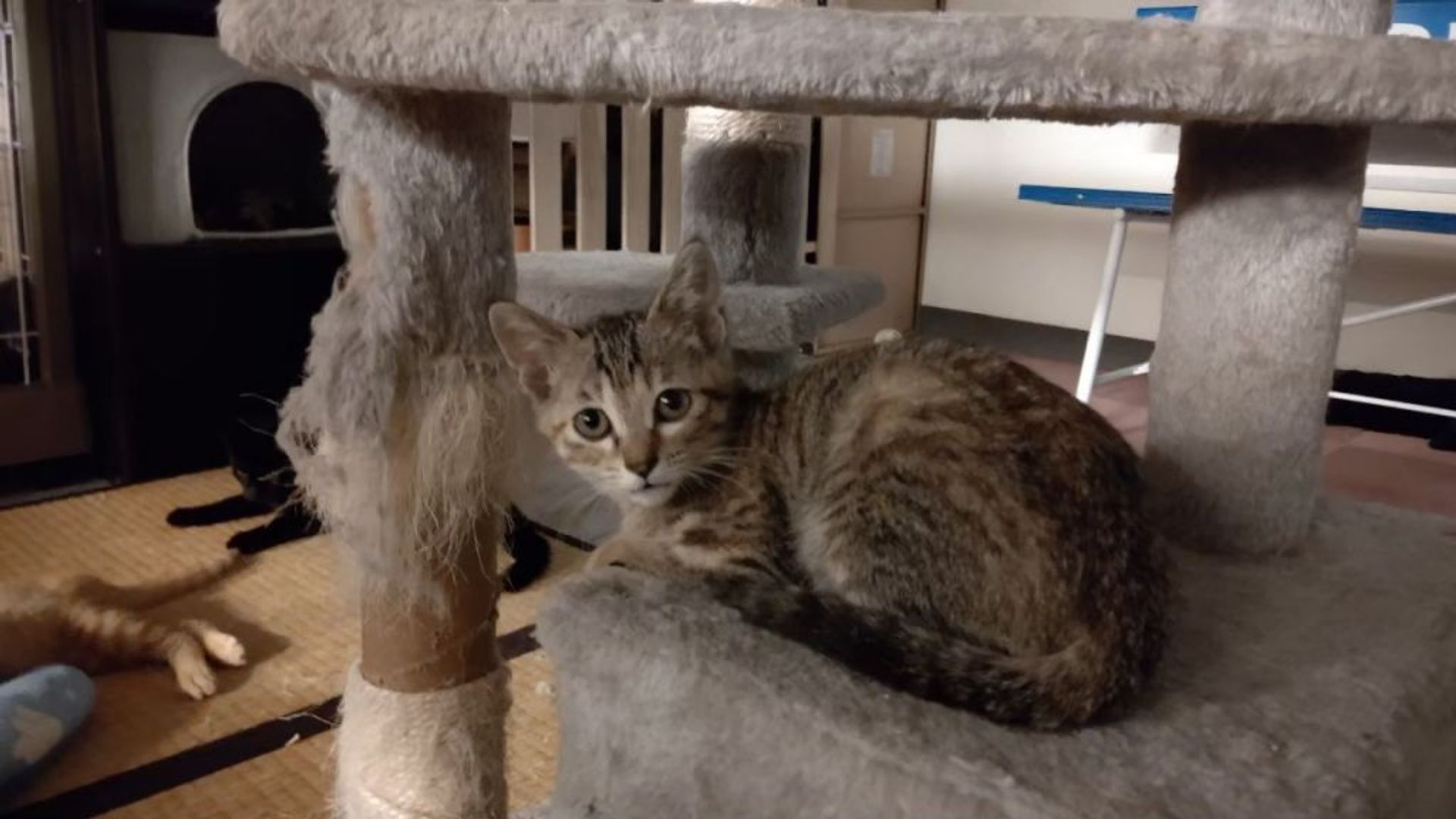 雑種（ミックス猫）・メスの里親募集の写真