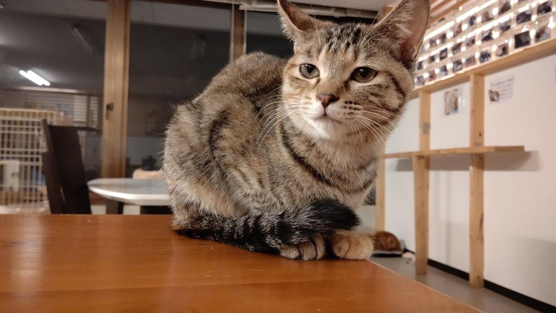pet-image-6