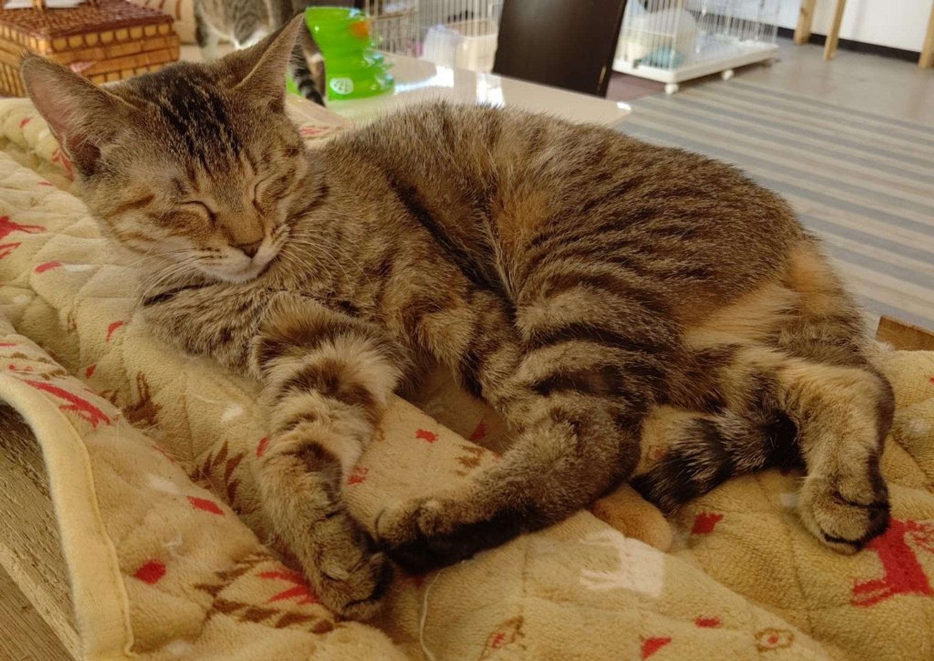 pet-image-5