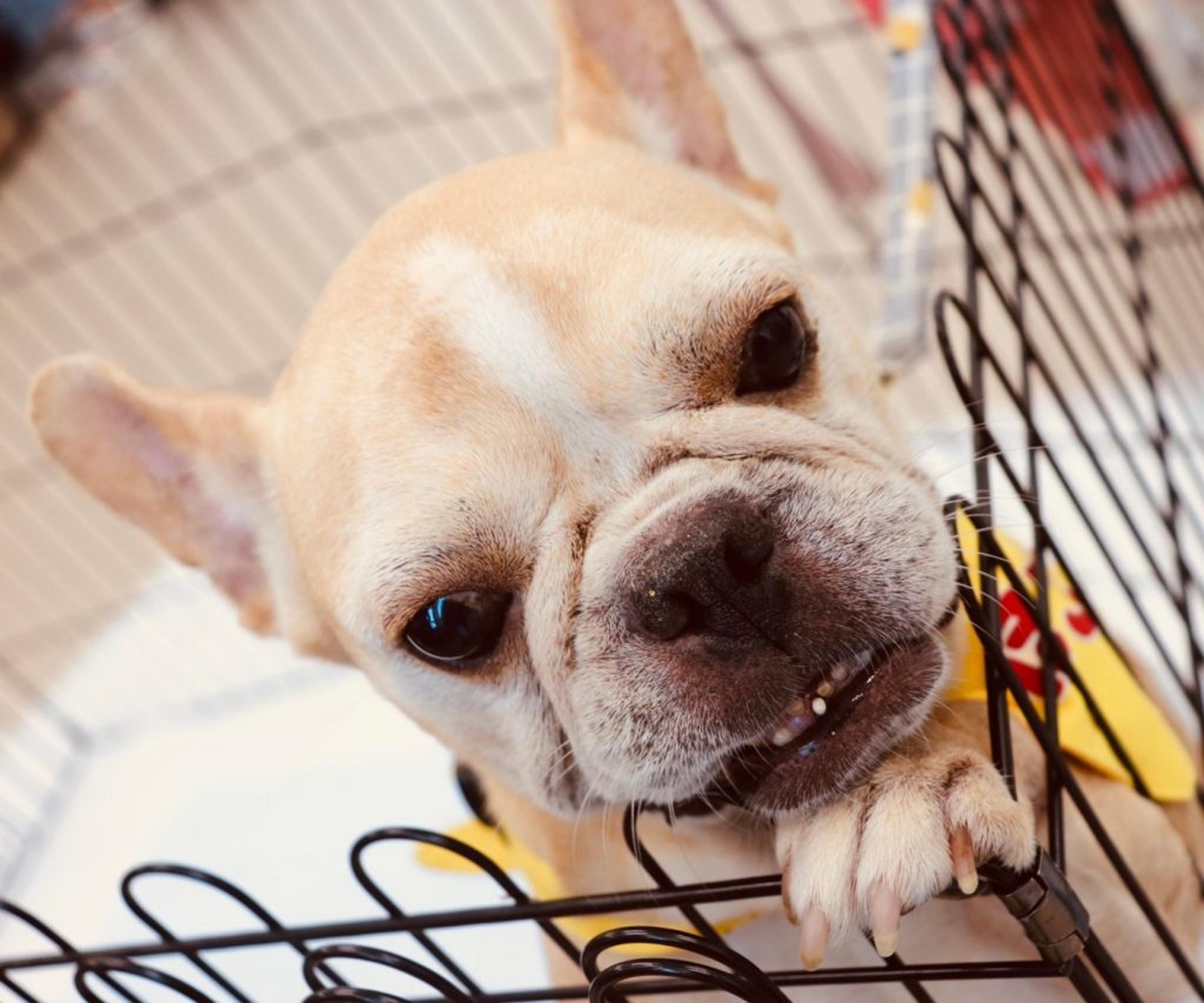 pet-image-4