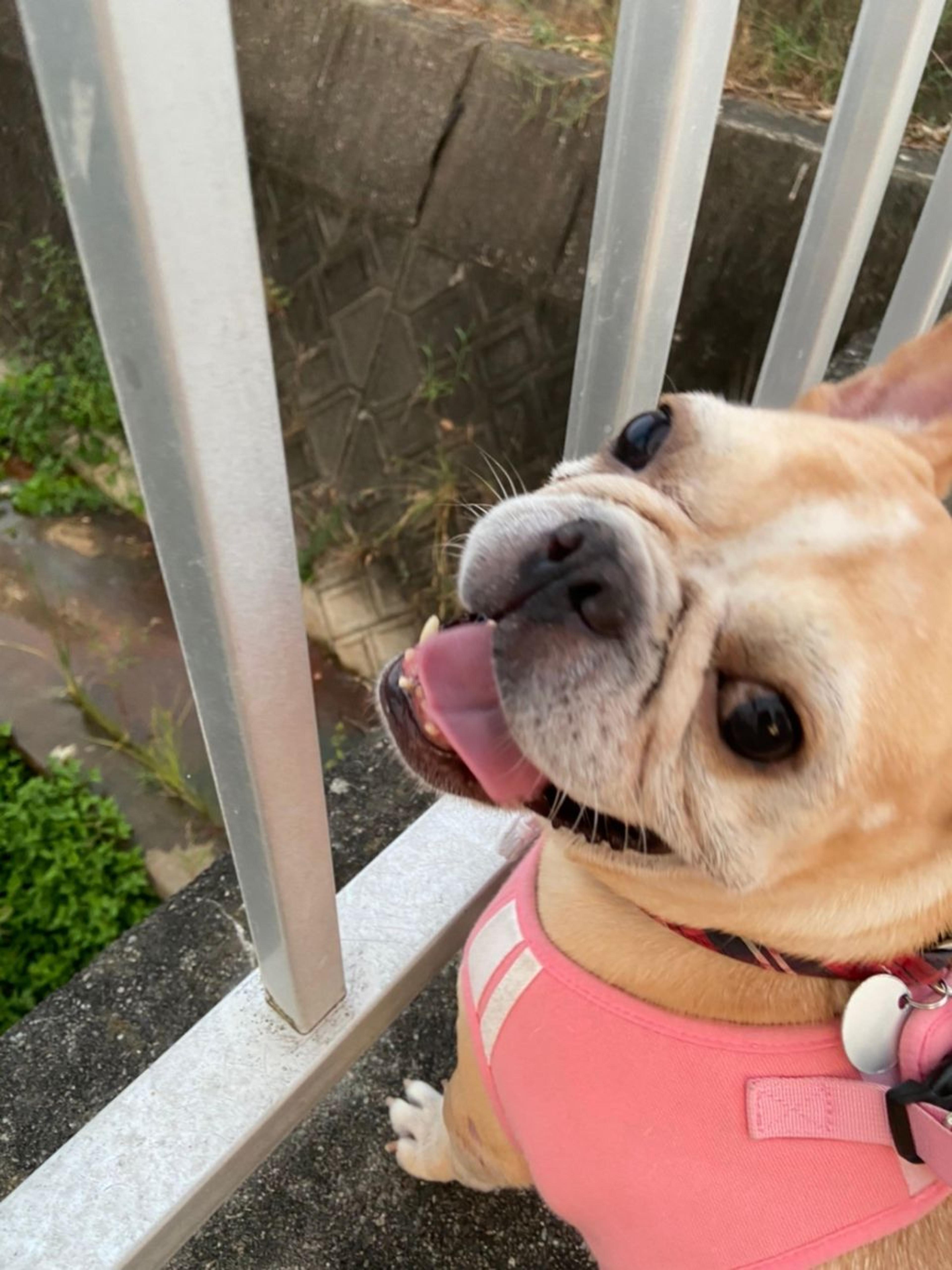 pet-image-6