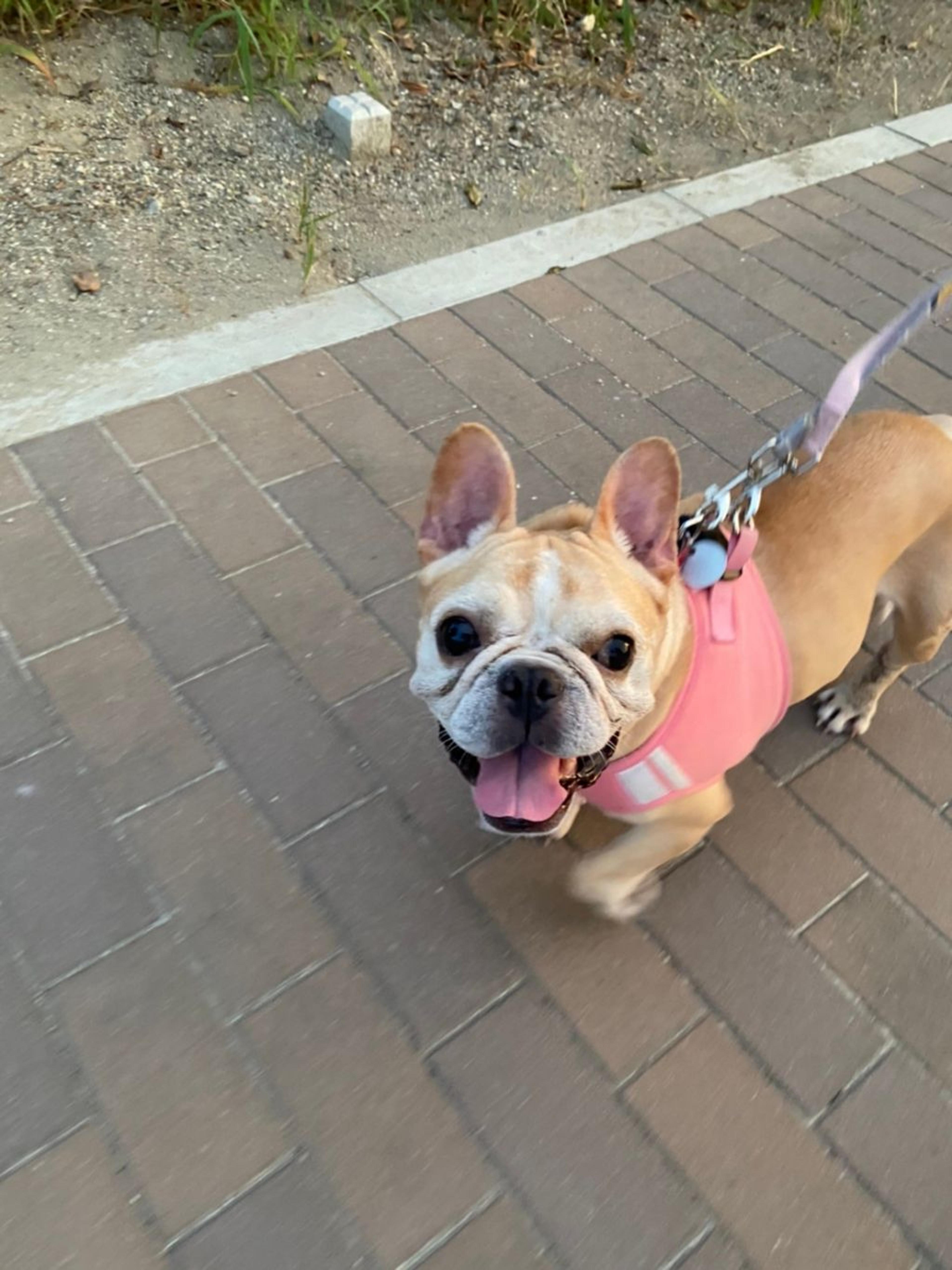 pet-image-7