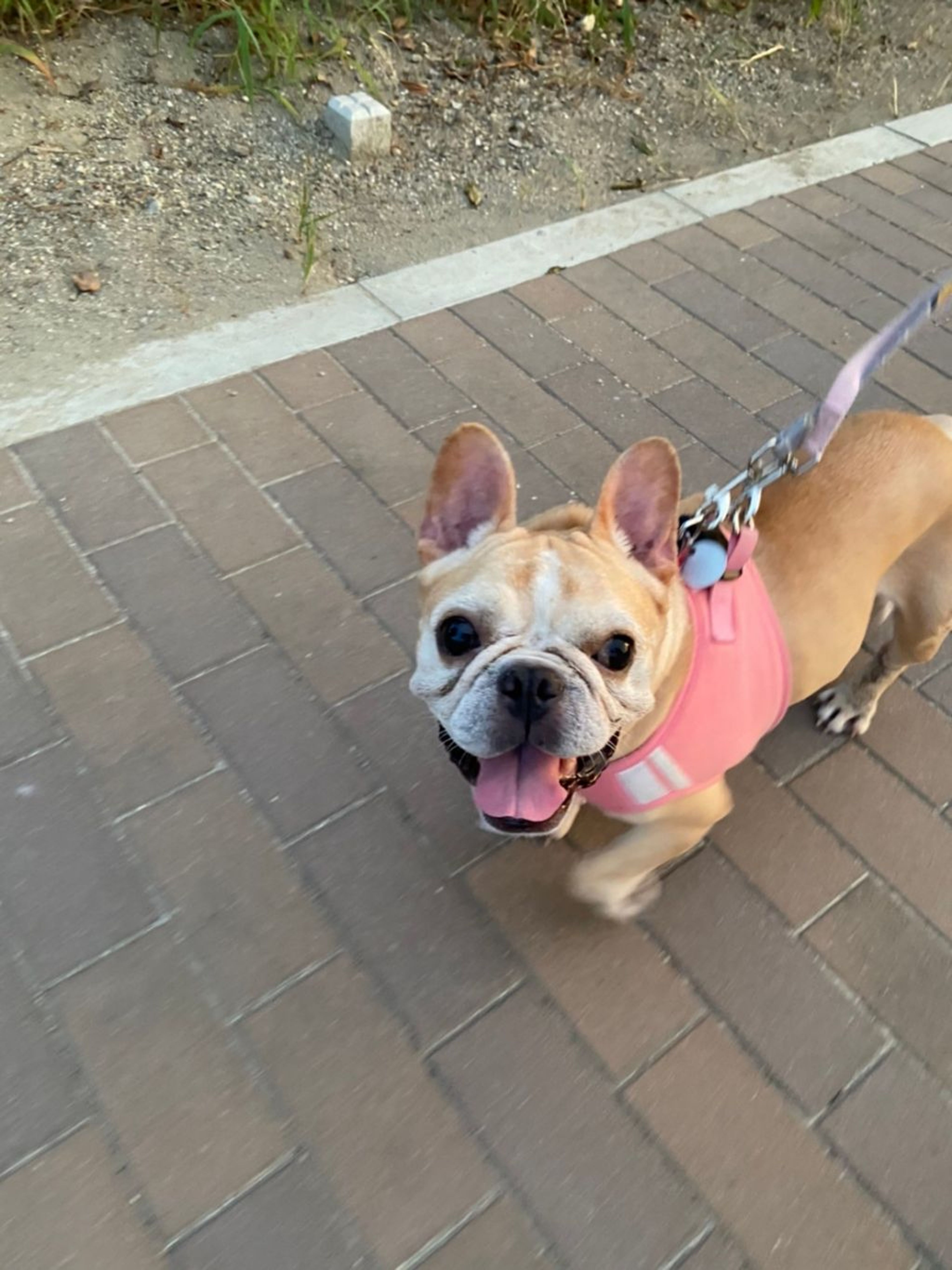 pet-image-7