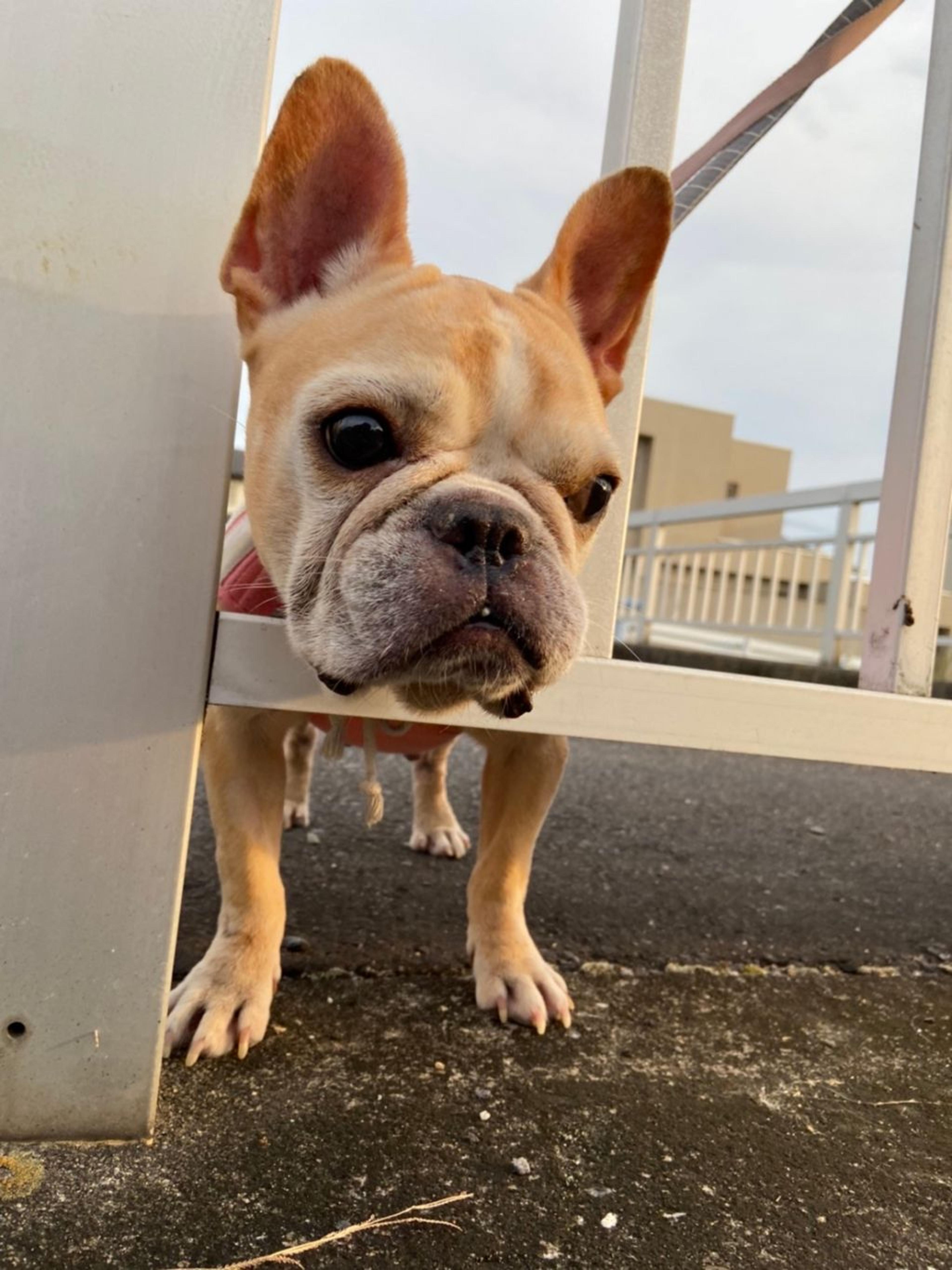 pet-image-8