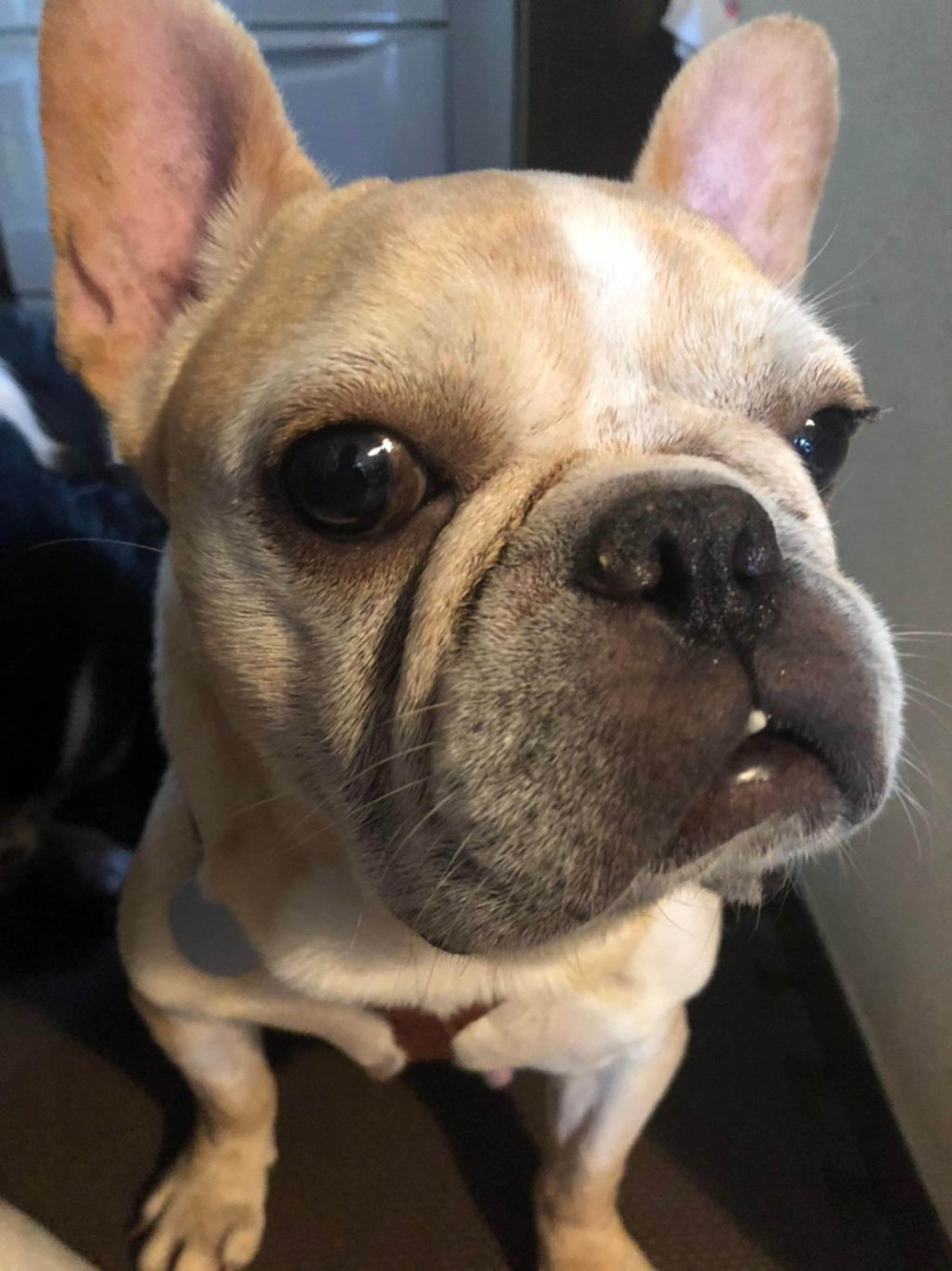 pet-image-9