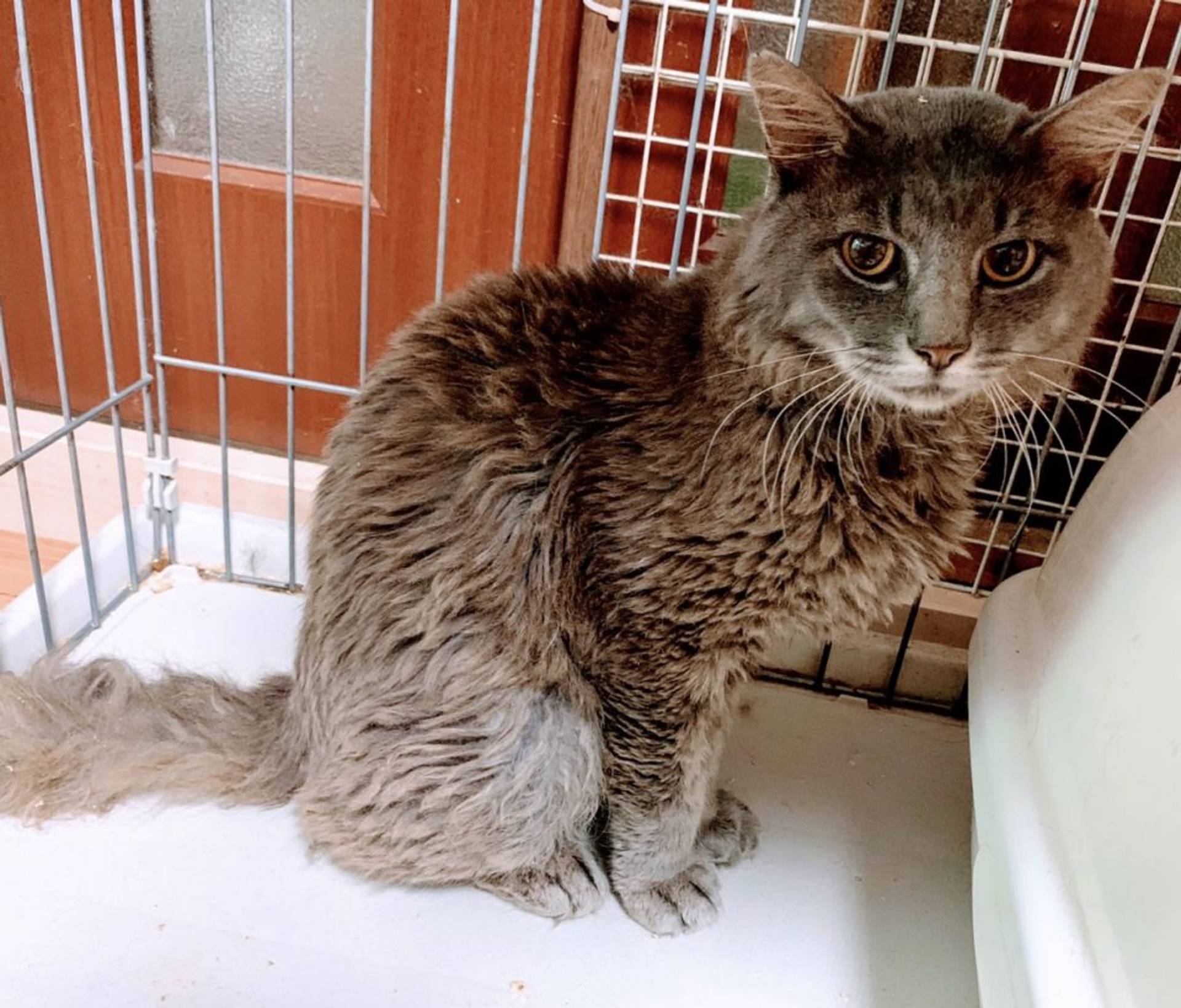 雑種（ミックス猫）・オスの里親募集の写真