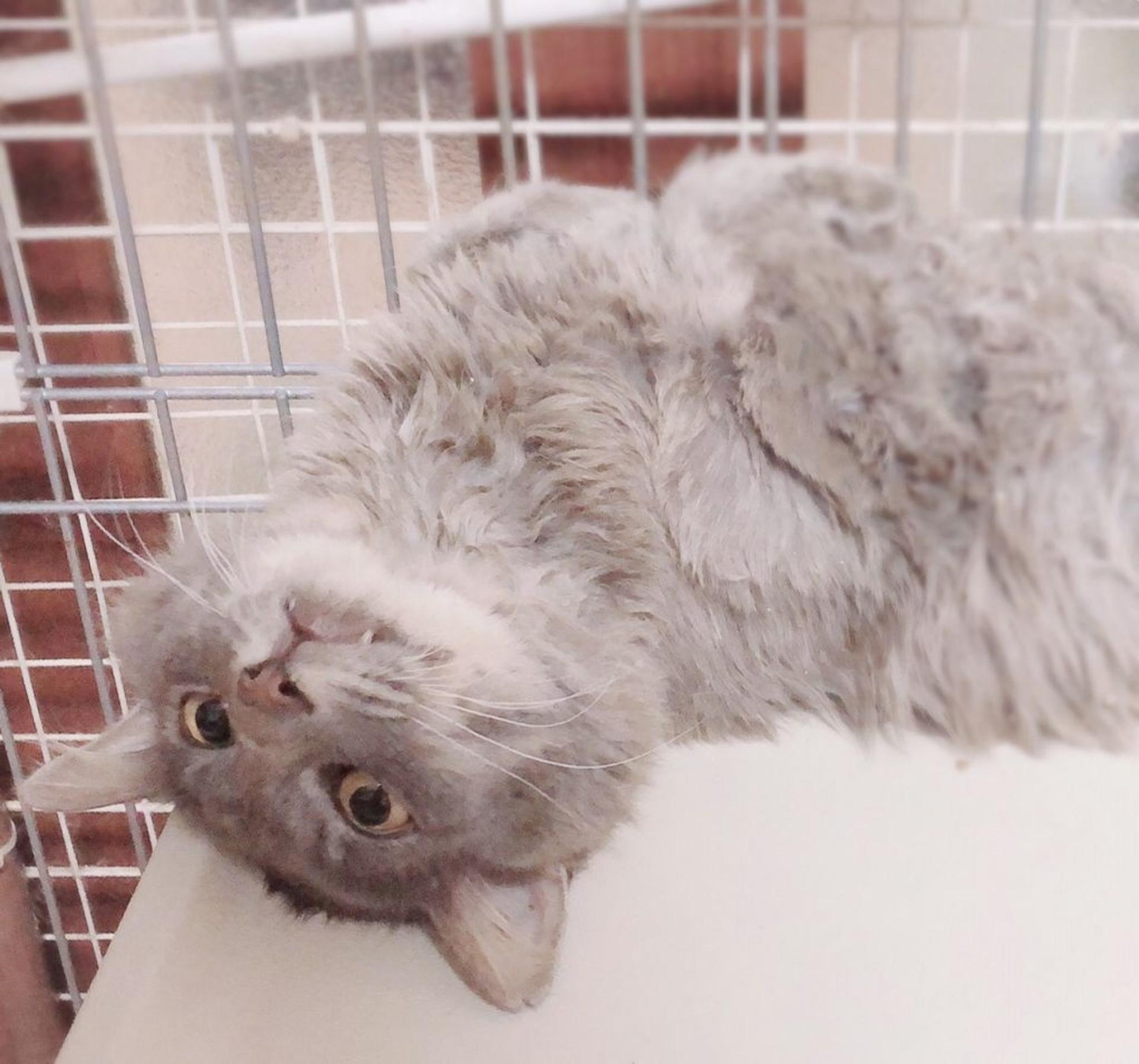 pet-image-6
