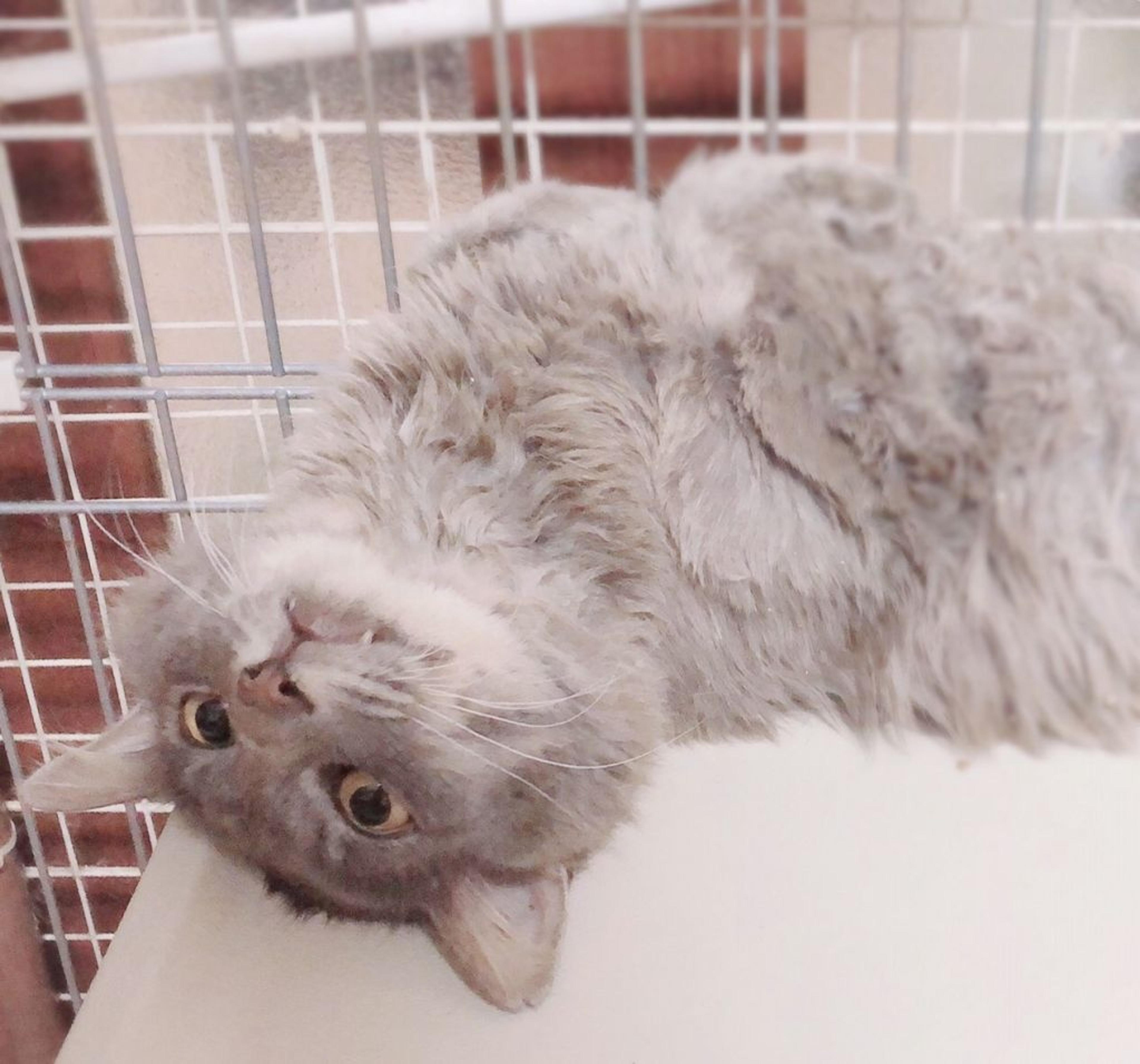 pet-image-6
