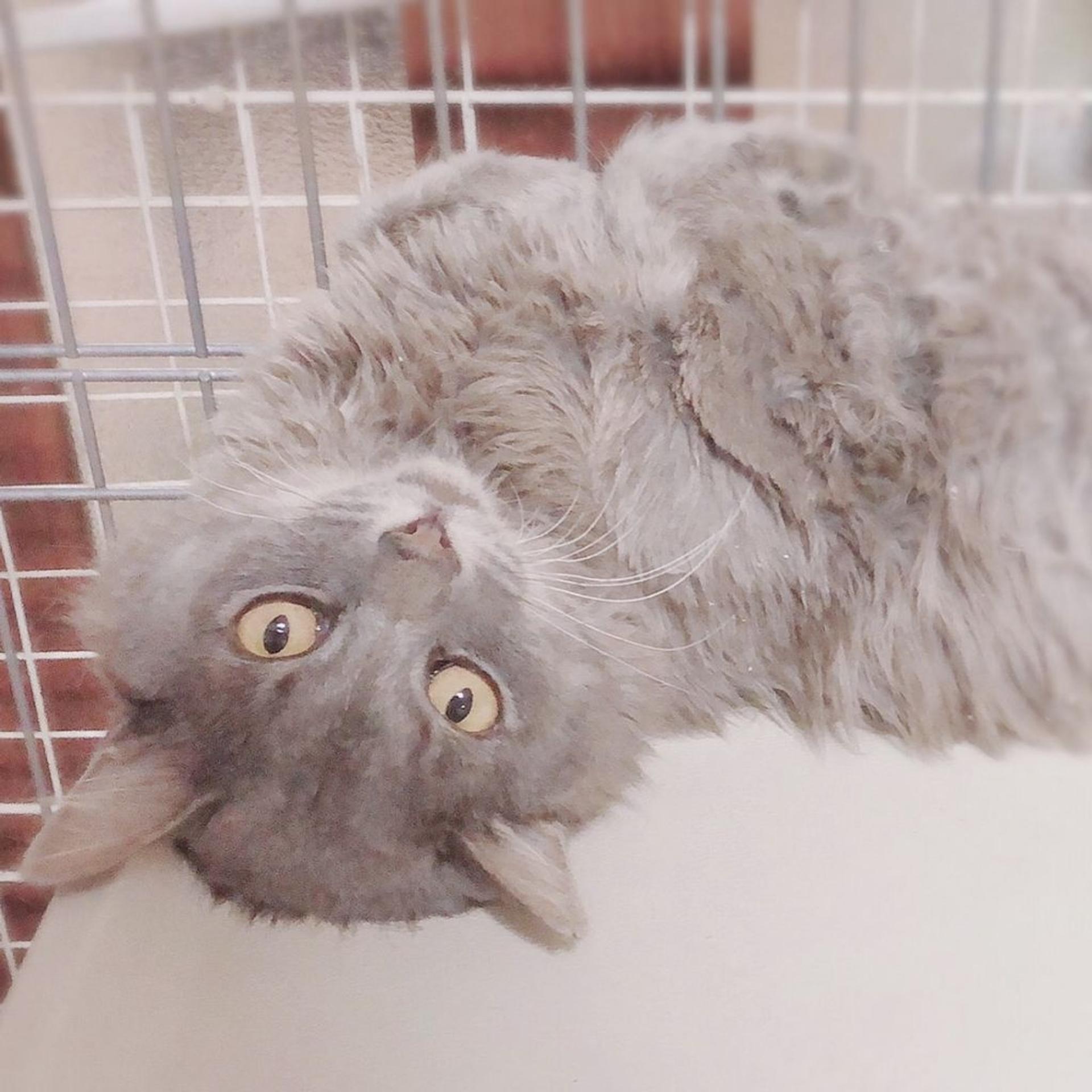 pet-image-7